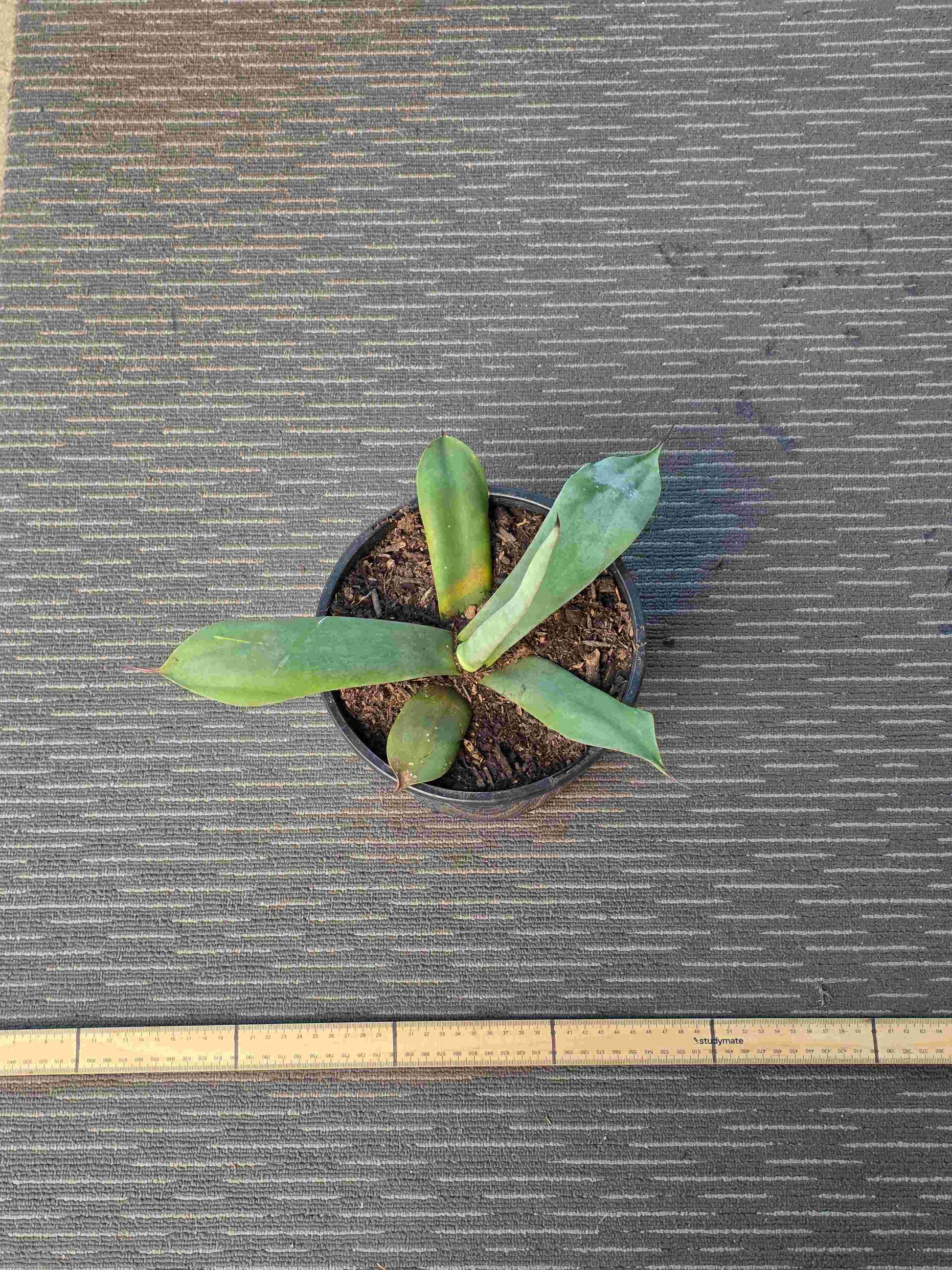Agave Asperrima - AA II