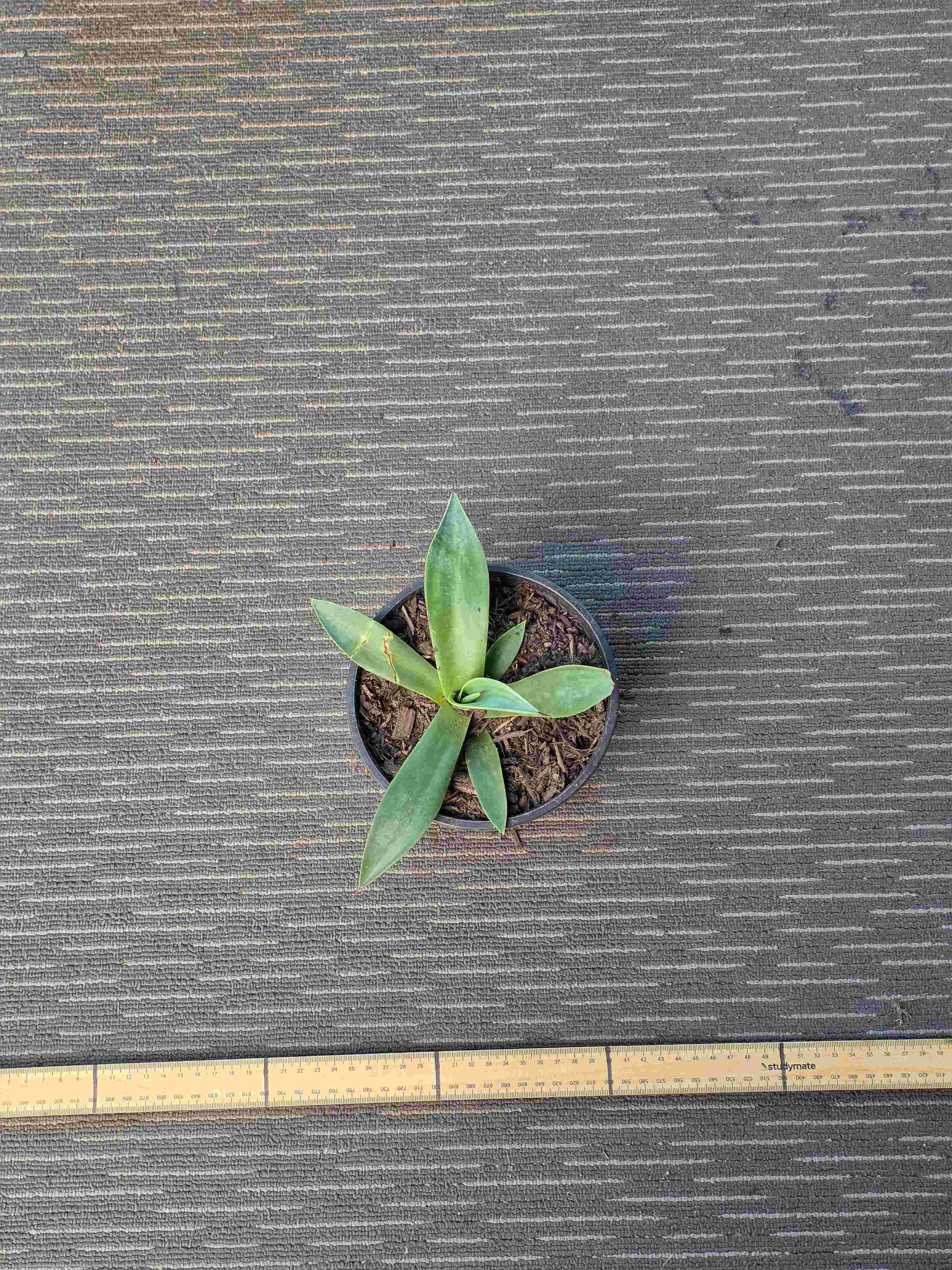 Agave Asperrima - AA III