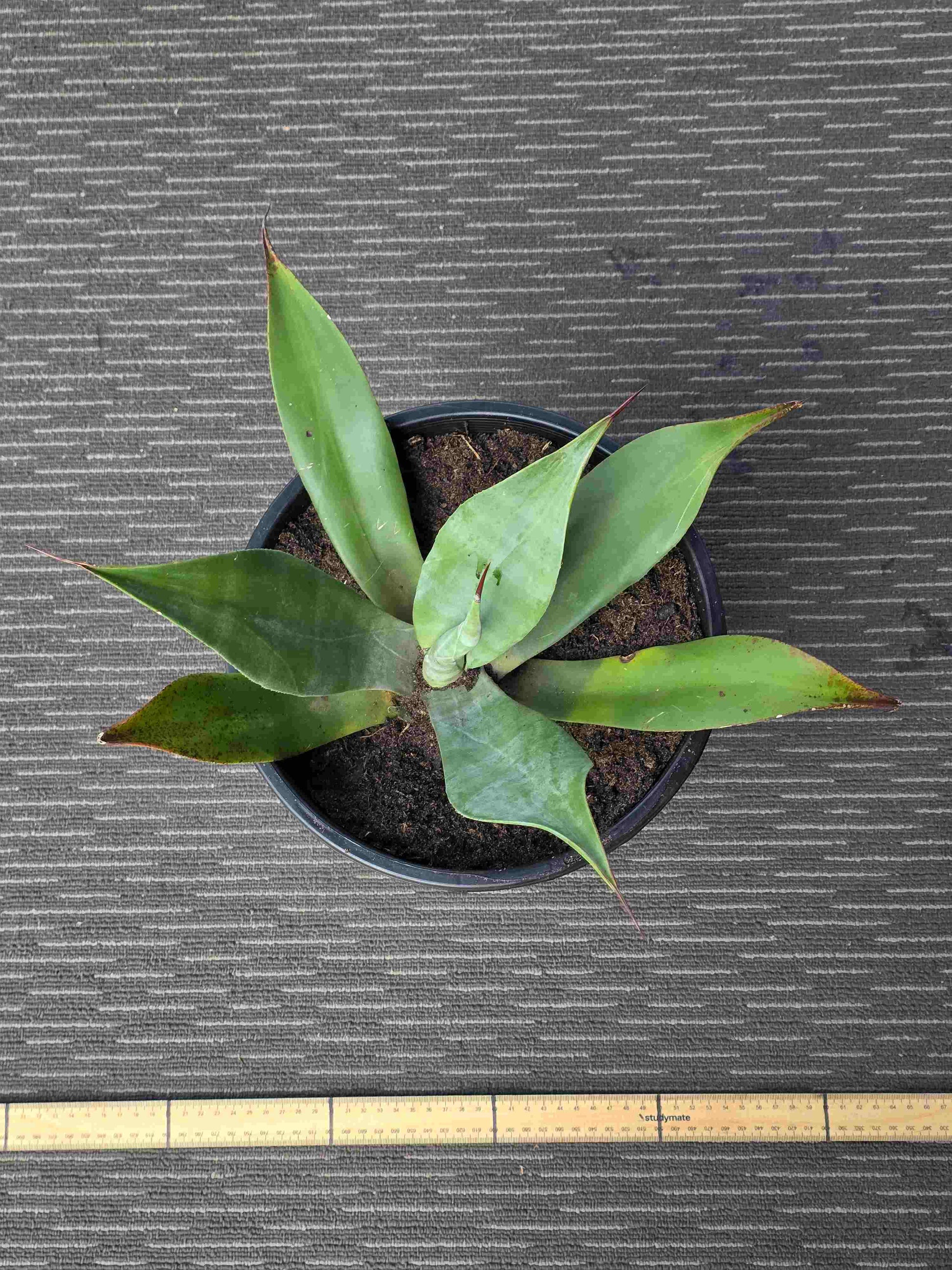 Agave Asperrima - AA IV