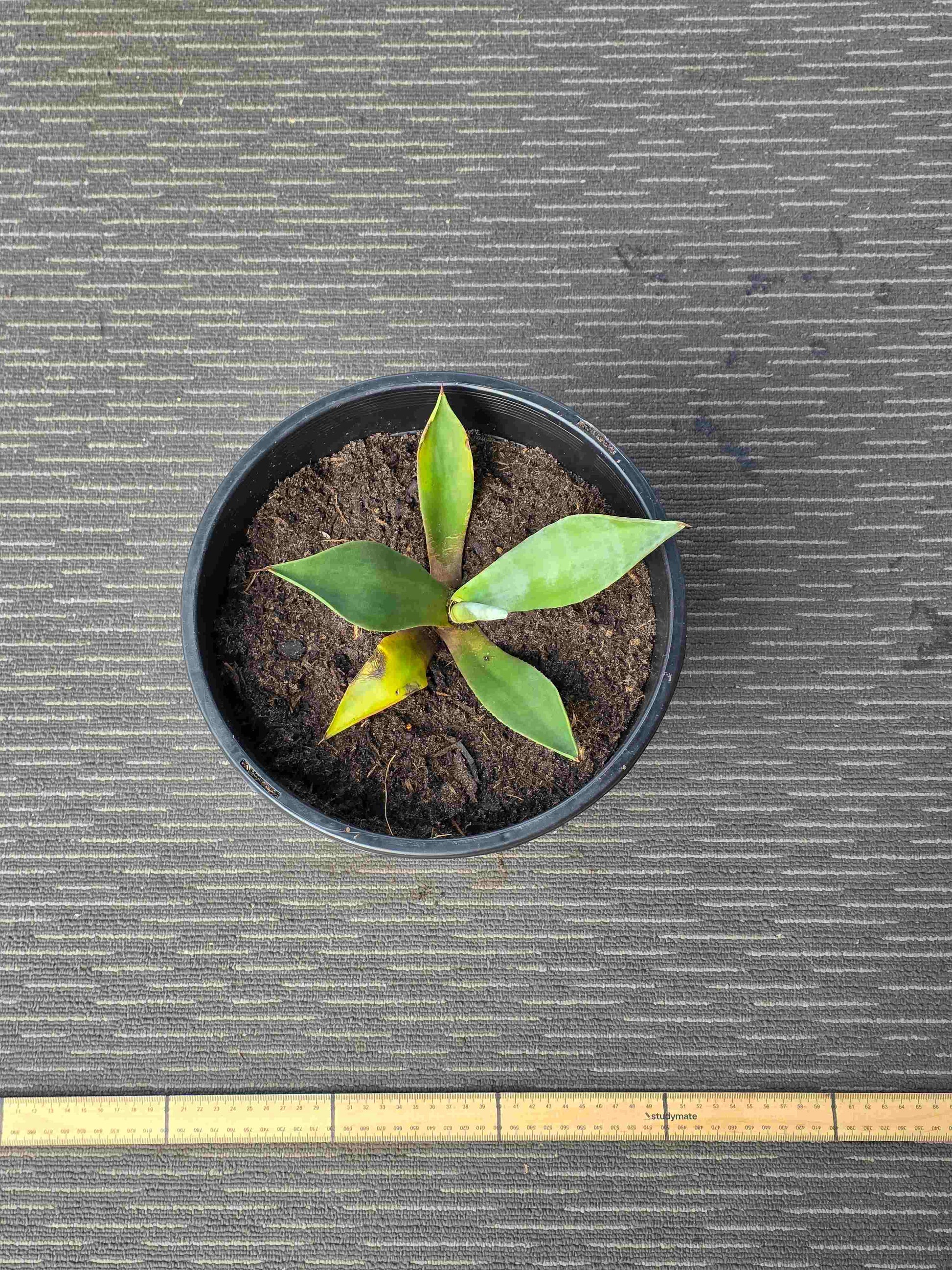 Agave Asperrima - AA IX