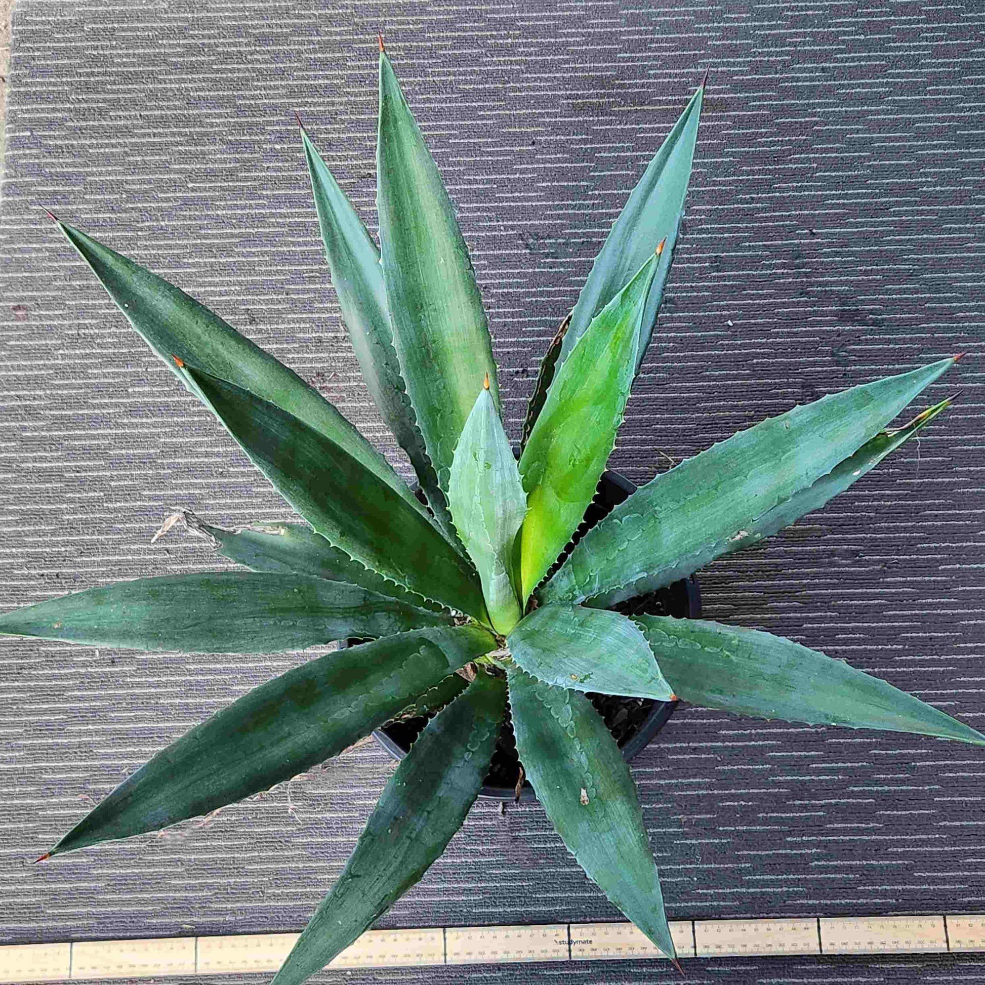 Agave Angustifolia - A I
