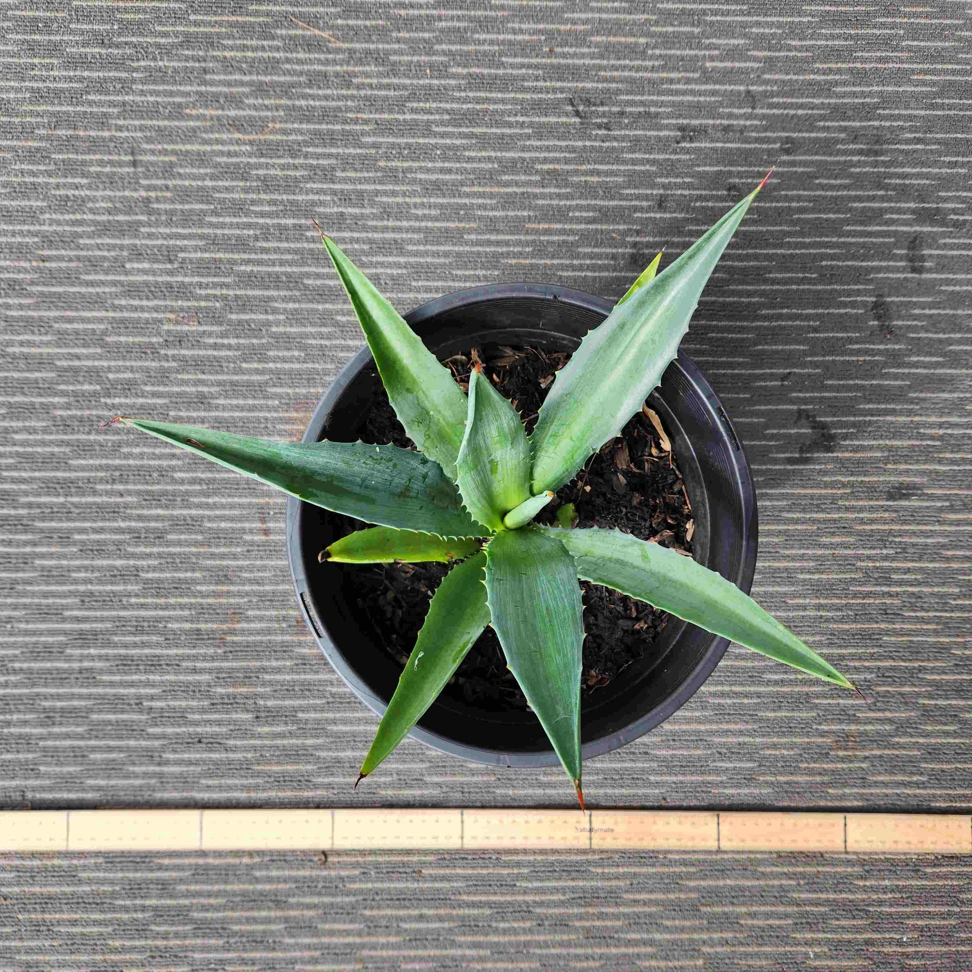 Agave Angustifolia - A III