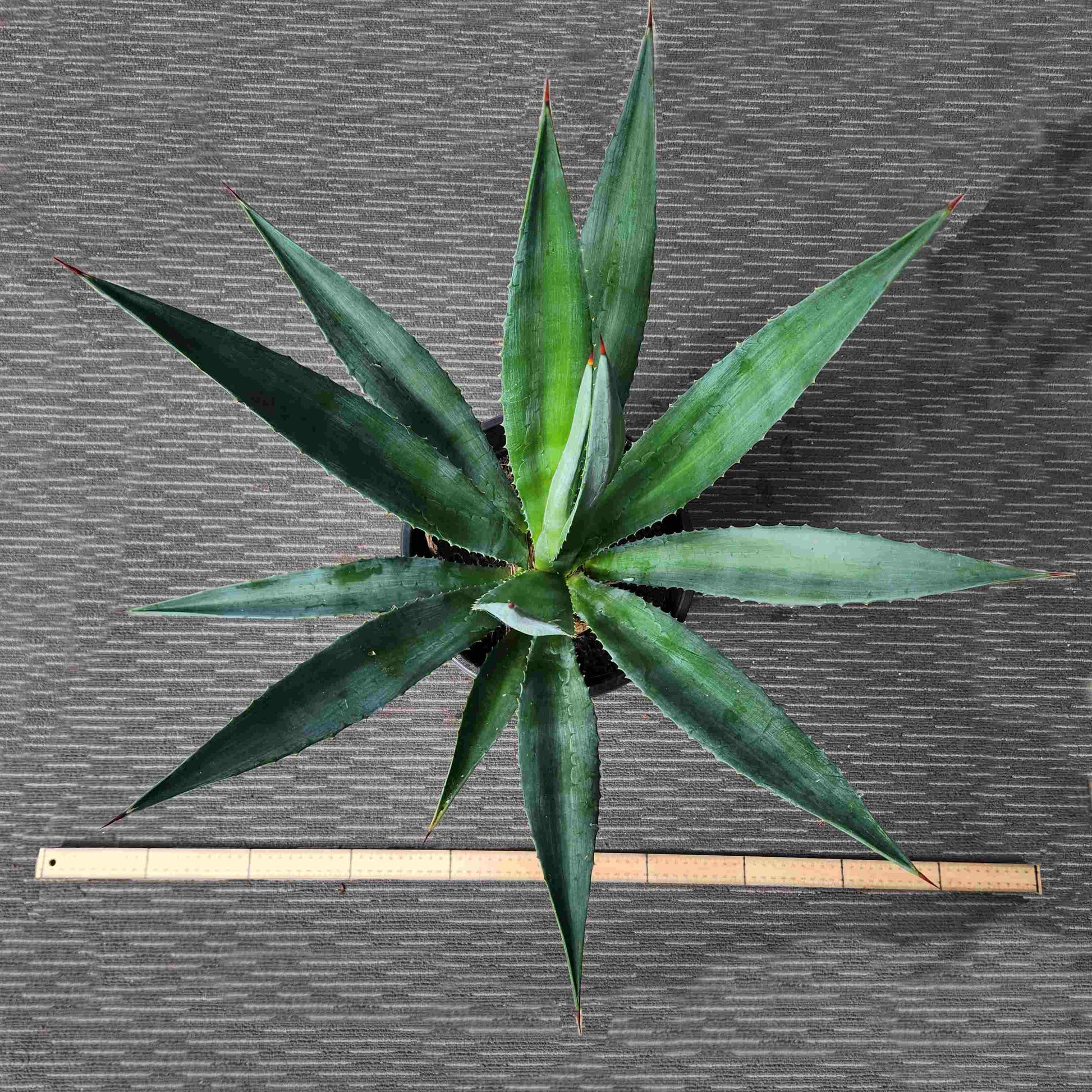 Agave Angustifolia - A V
