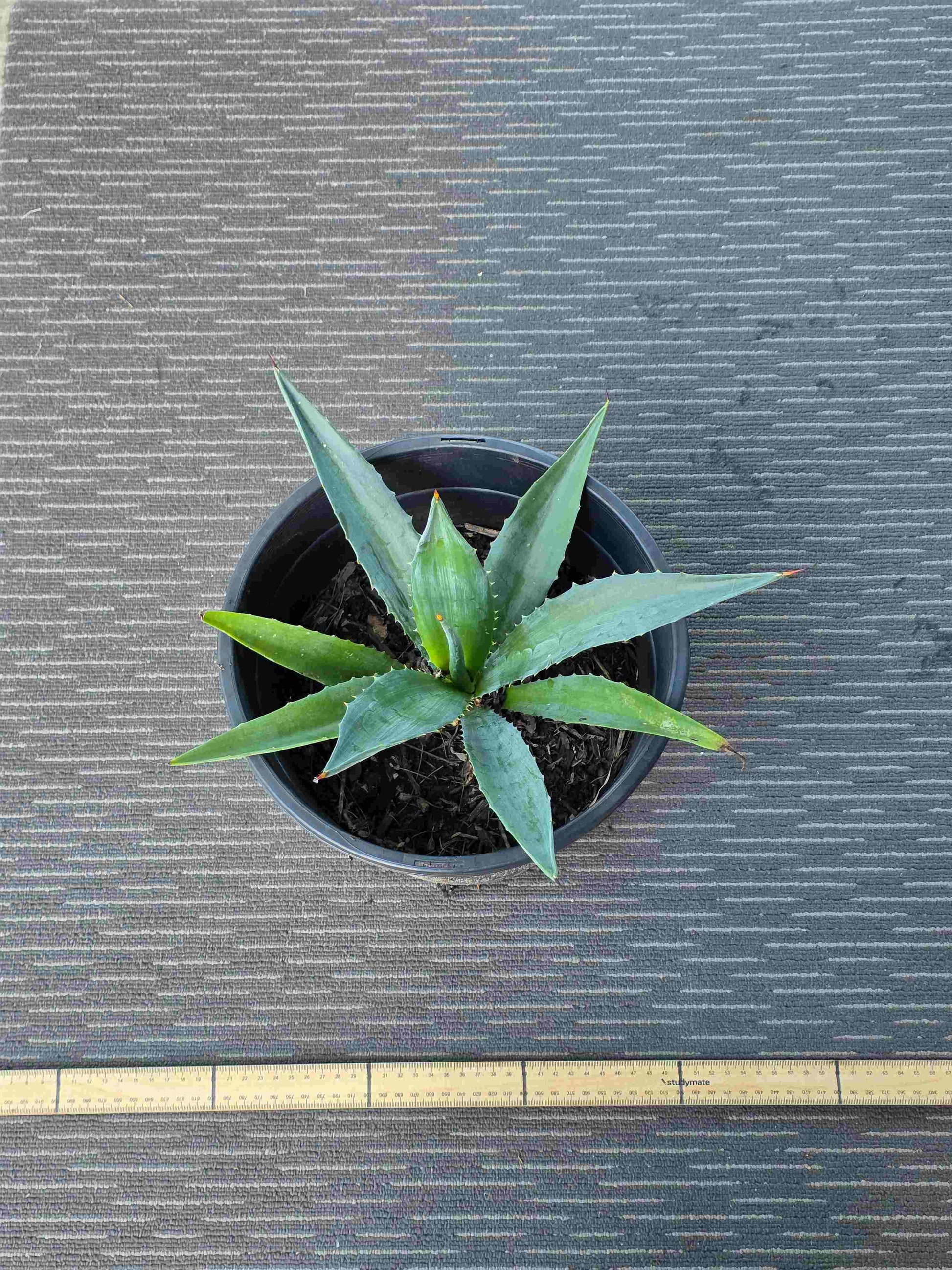 Agave Angustifolia - A VI