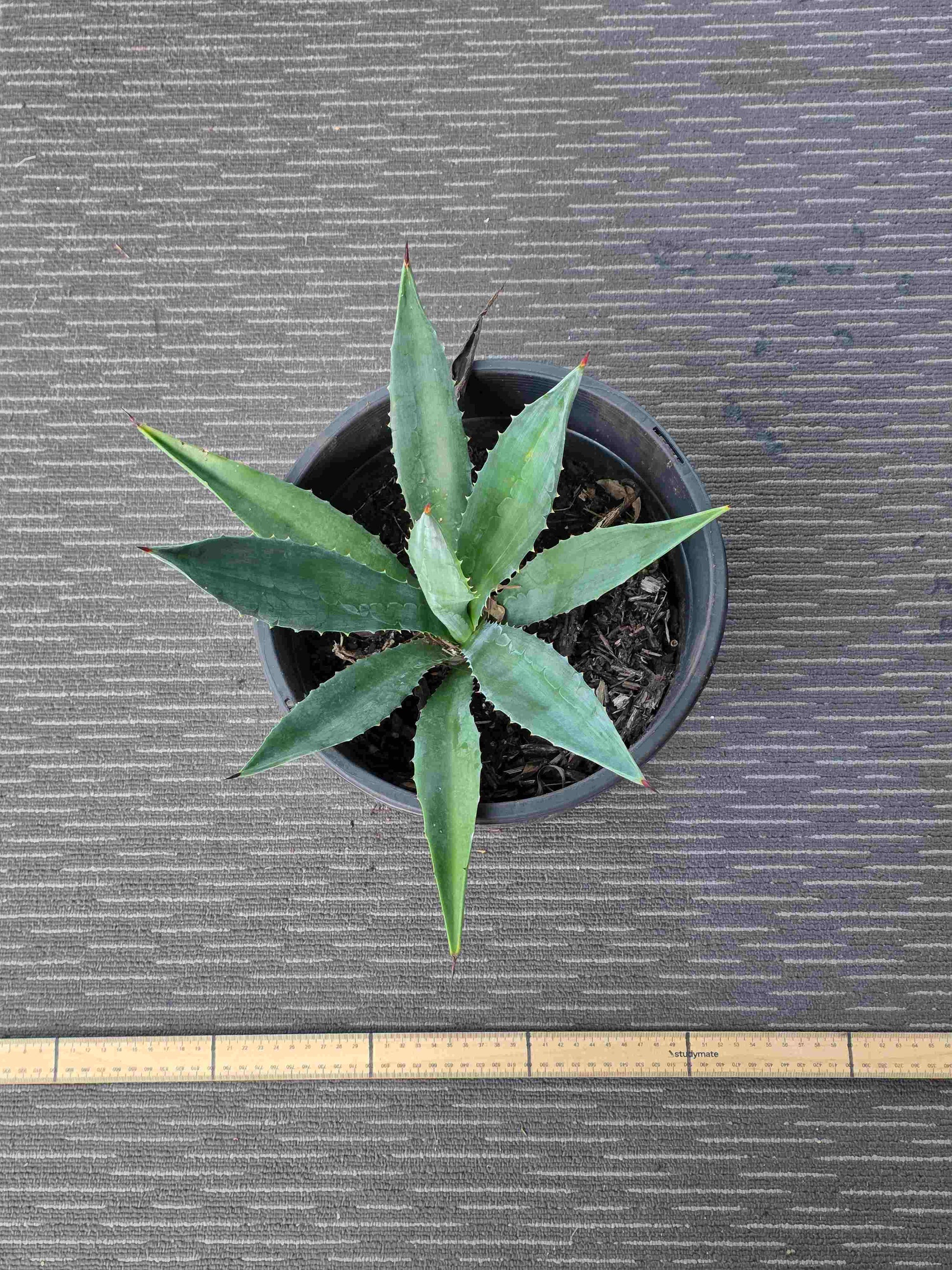 Agave Angustifolia - A VII