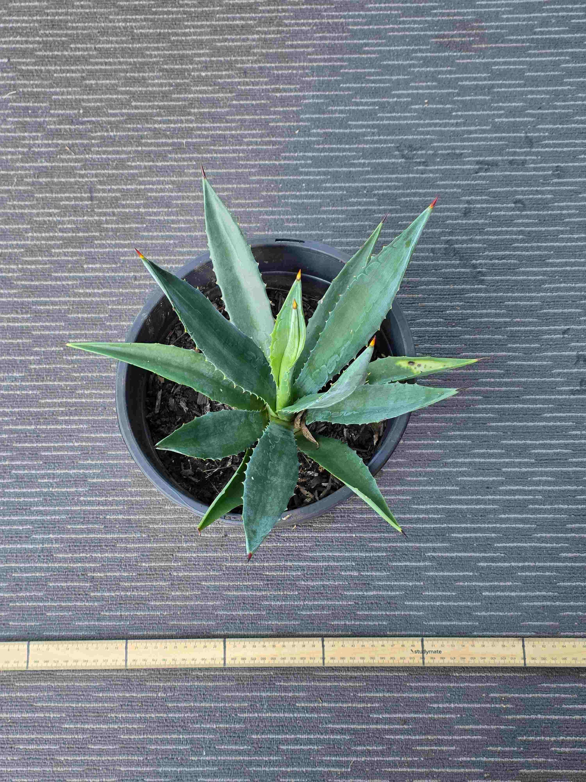 Agave Angustifolia - A VIII