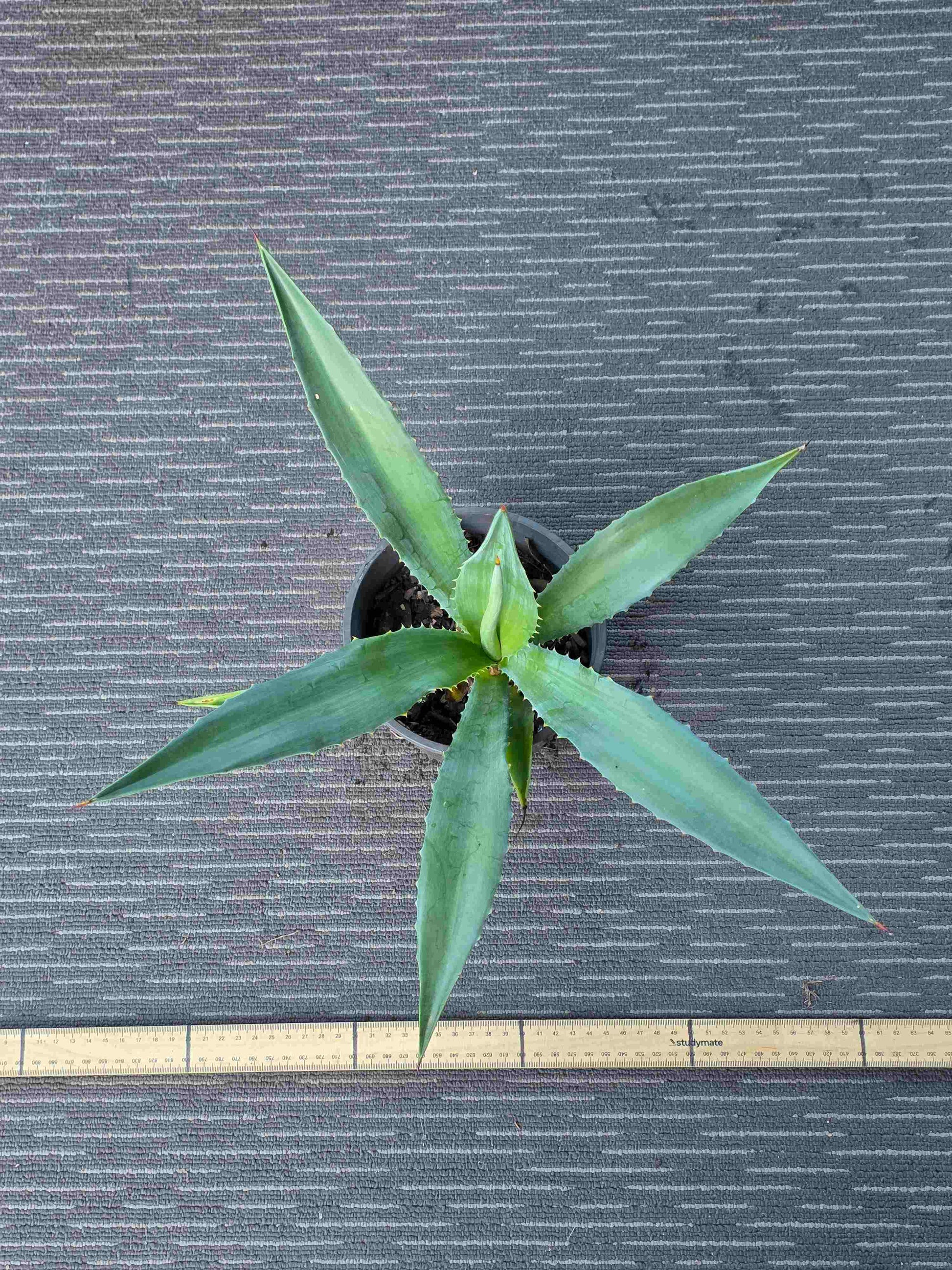 Agave Angustifolia - A X