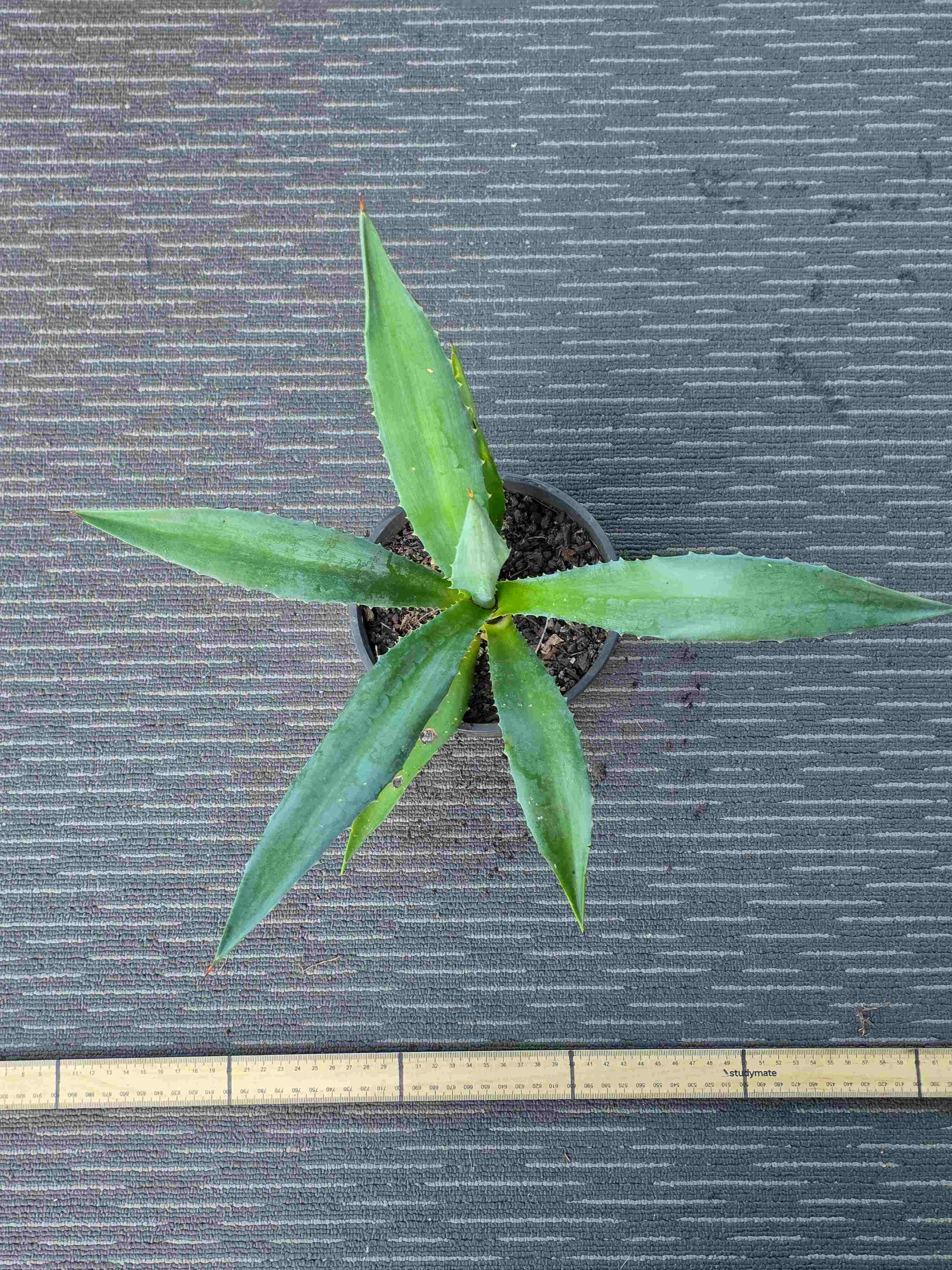 Agave Angustifolia - A XI