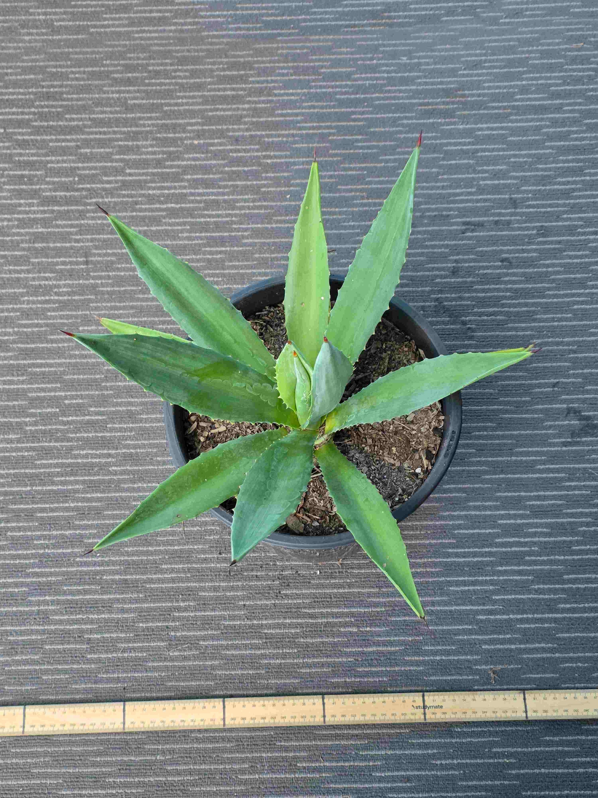 Agave Angustifolia - A XII