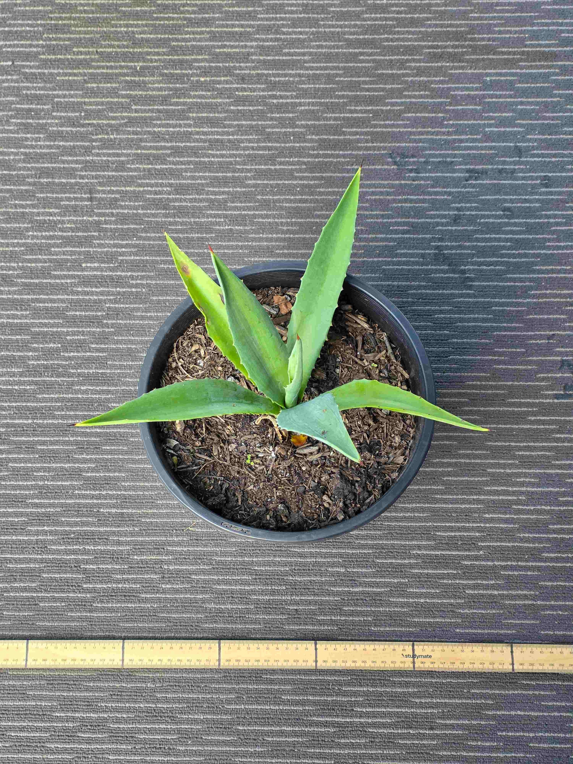 Agave Angustifolia - A XIII