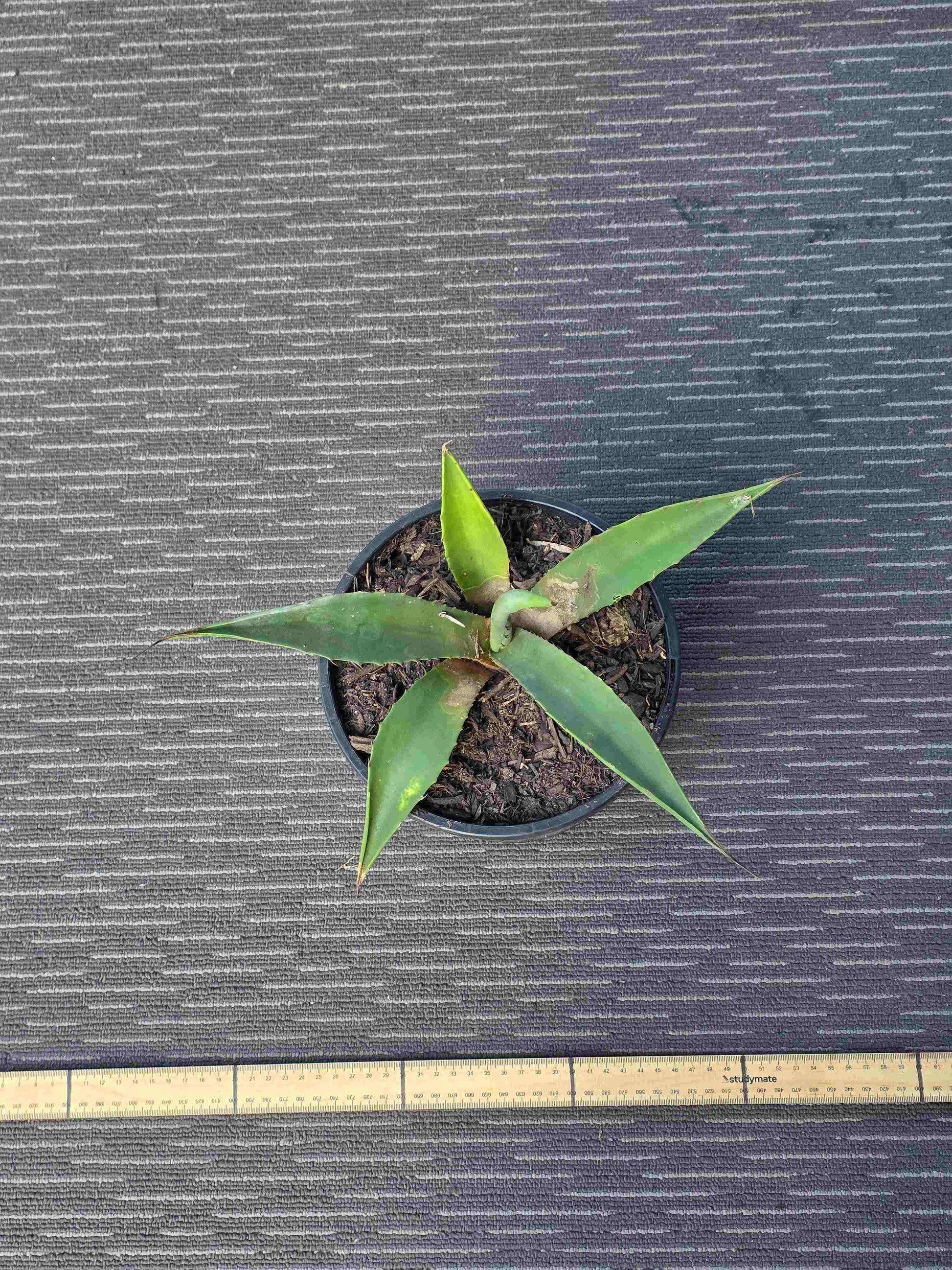Agave Angustifolia - A XIV