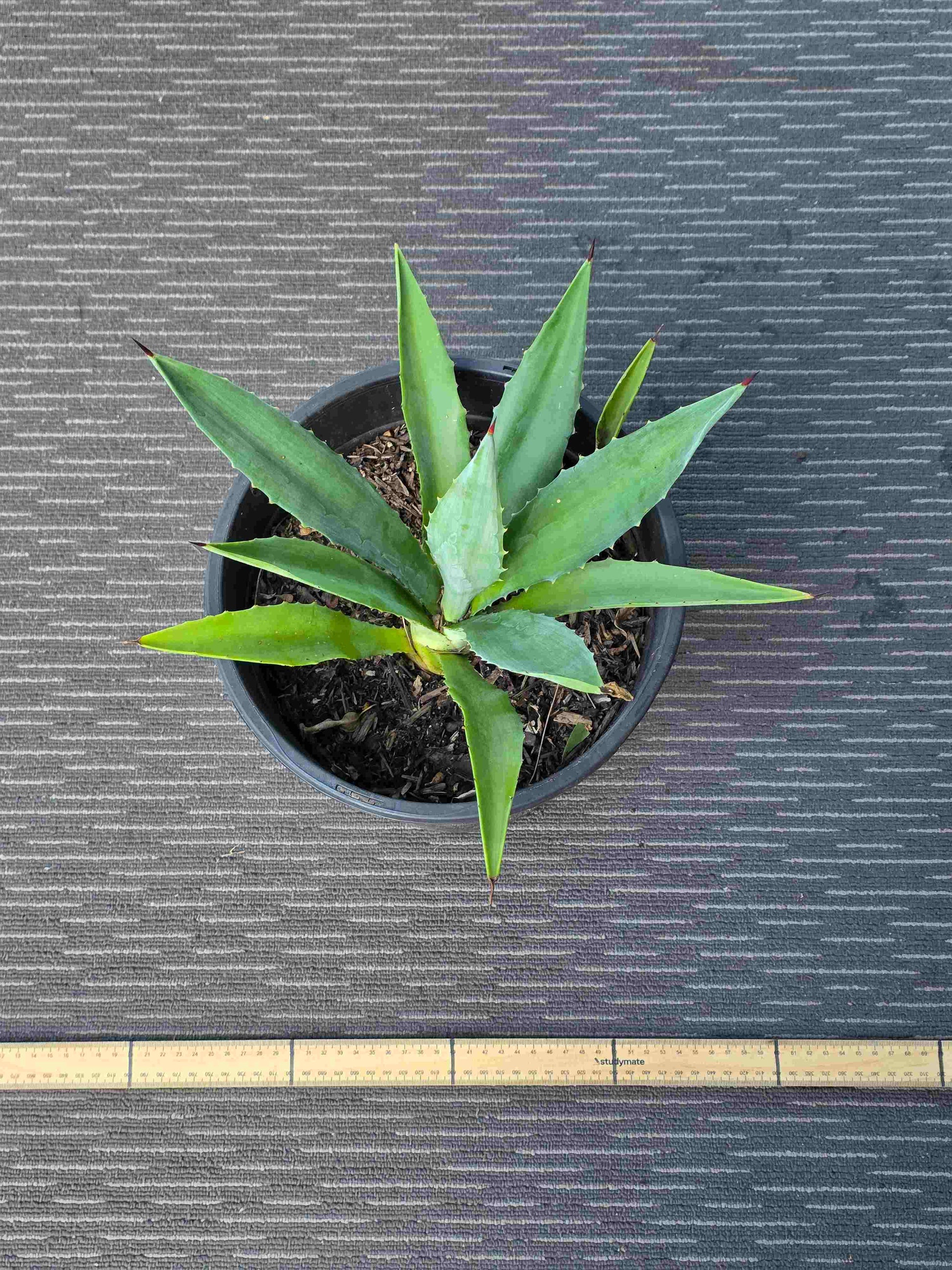 Agave Angustifolia - A XIX
