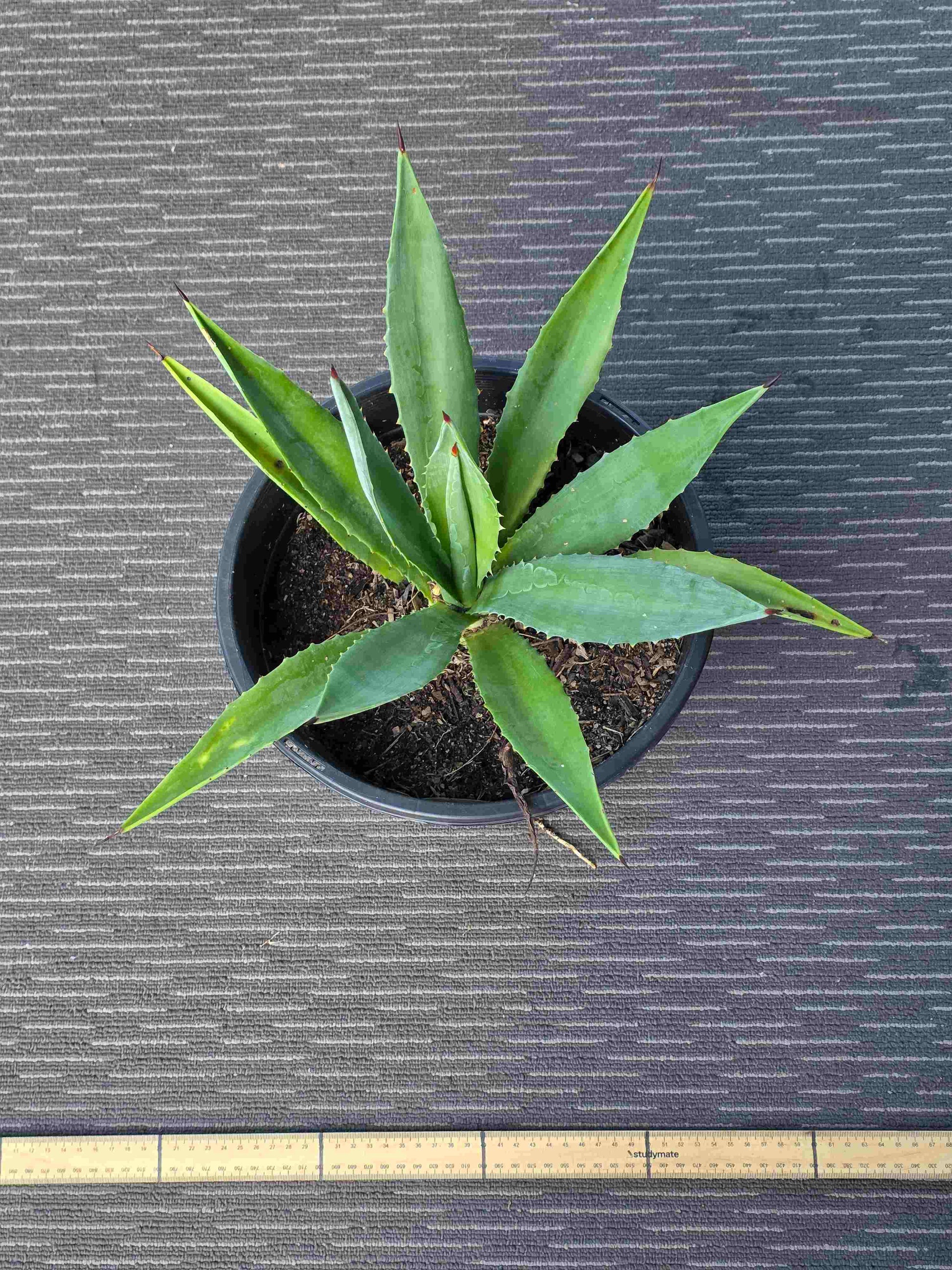 Agave Angustifolia - A XV
