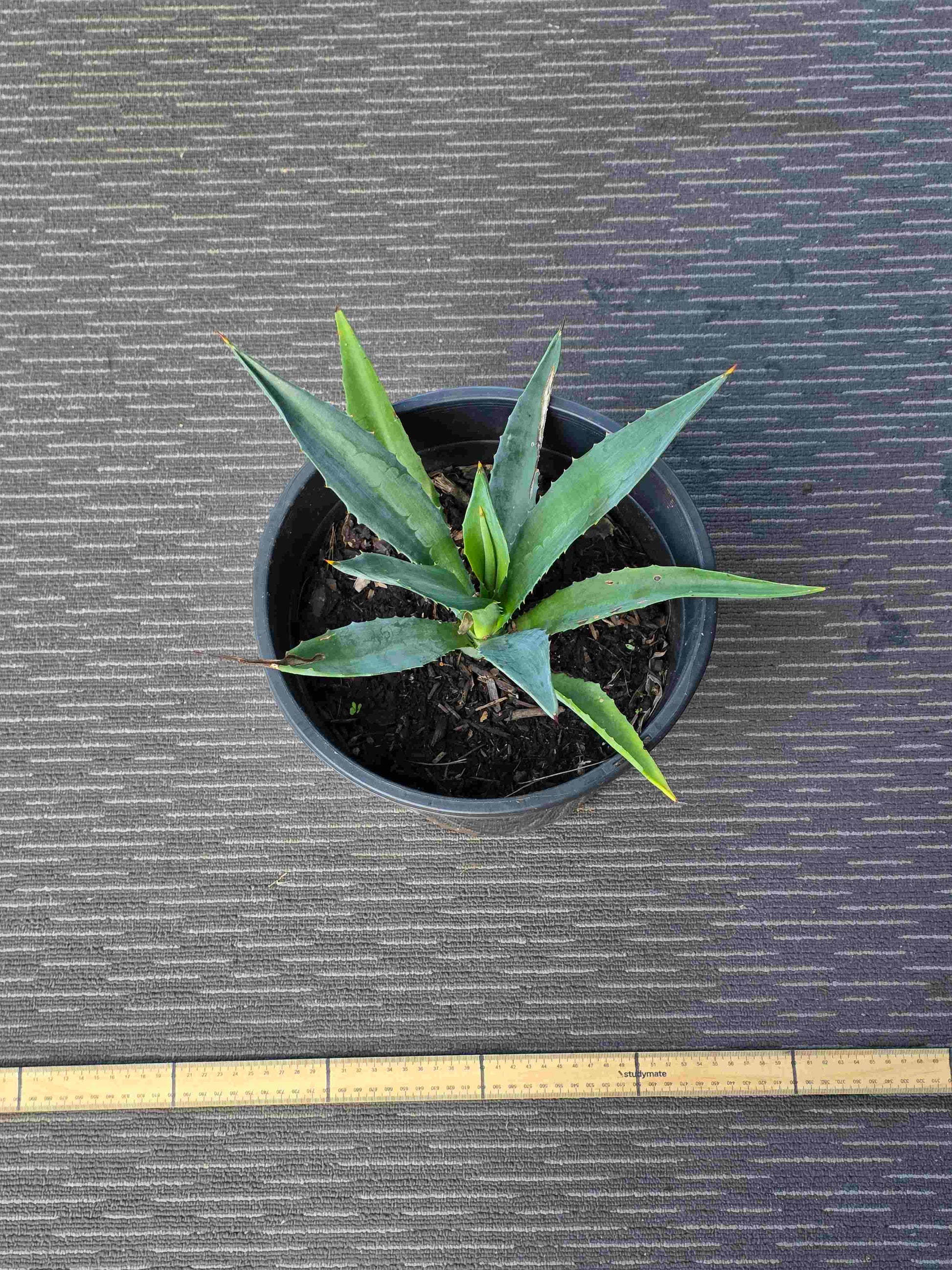Agave Angustifolia - A XVI