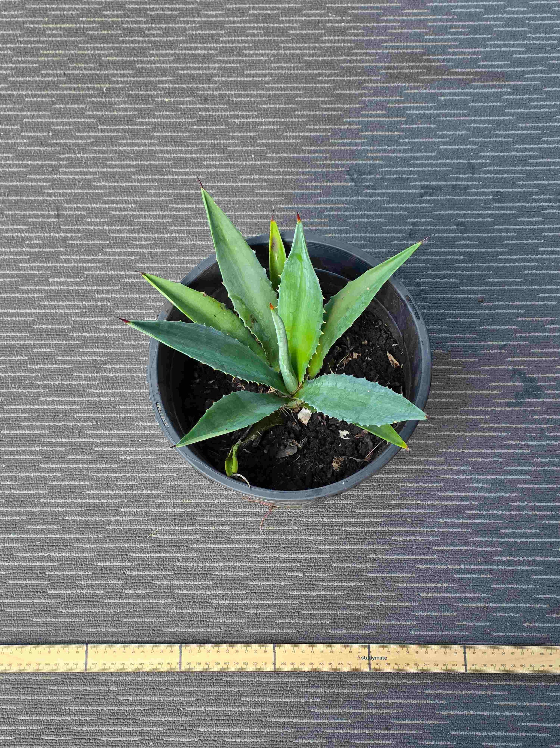 Agave Angustifolia - A XVII