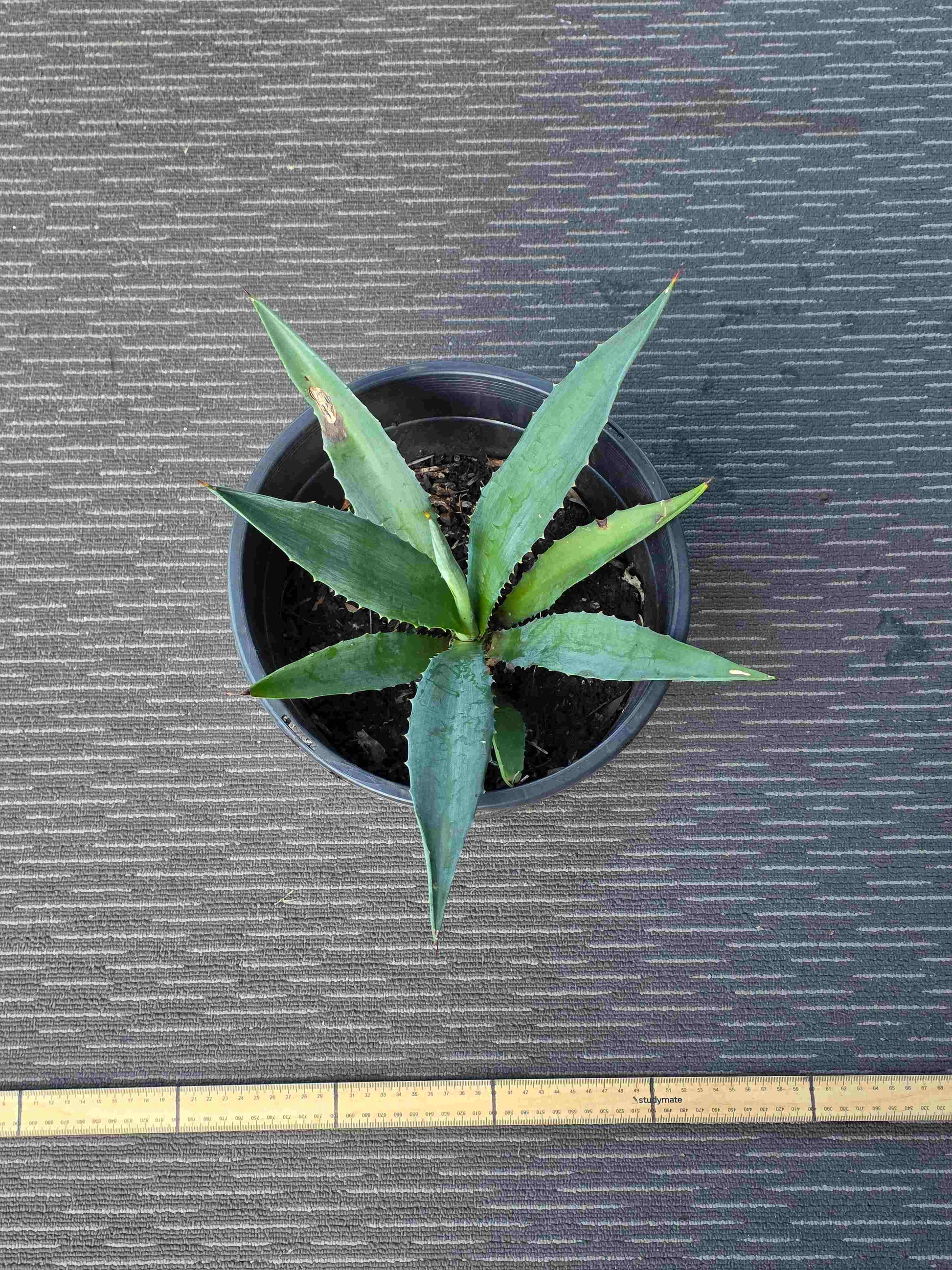Agave Angustifolia - A XVIII