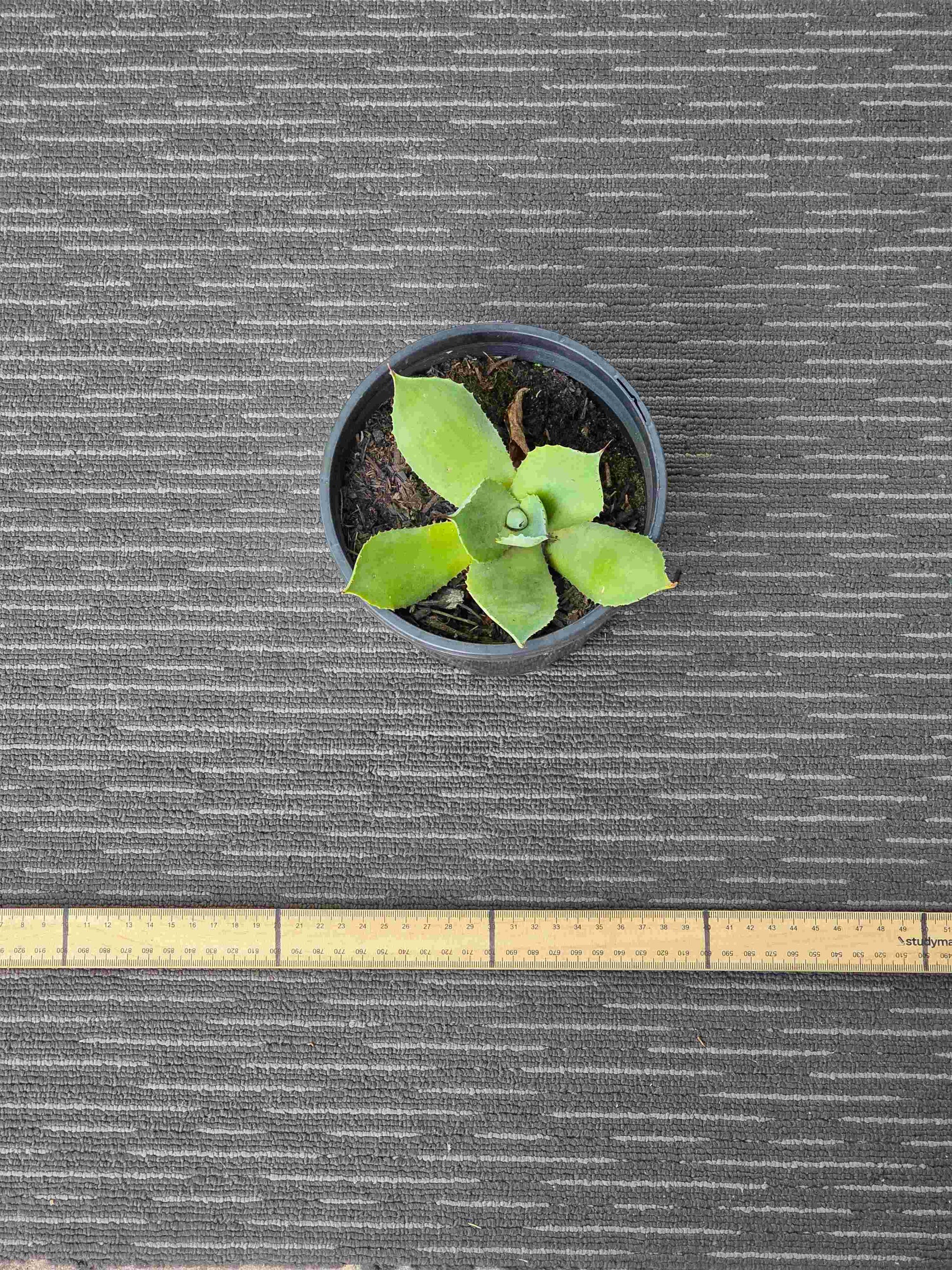 Agave Dragon Toes Single - DTS II