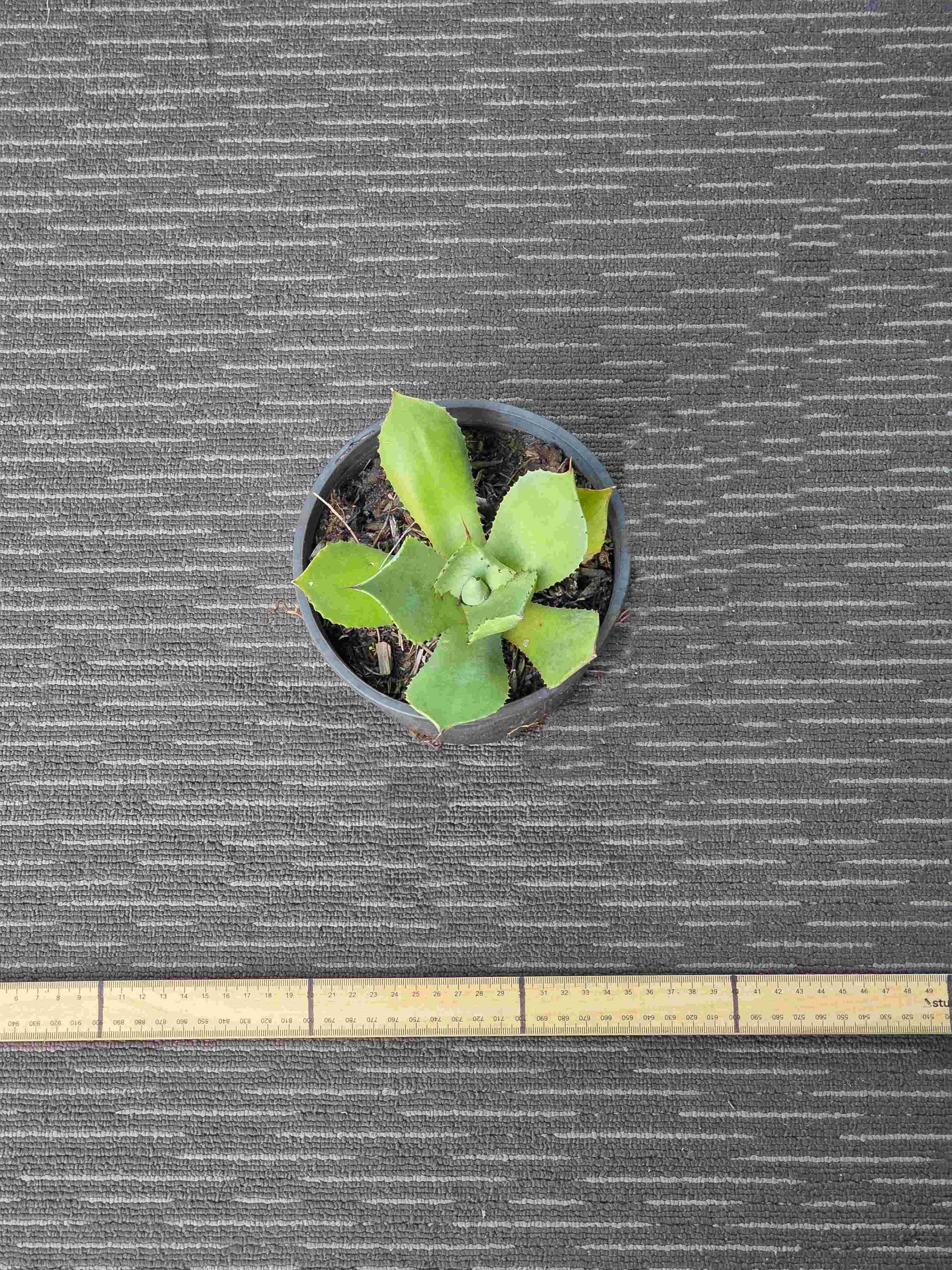 Agave Dragon Toes Single - DTSIII