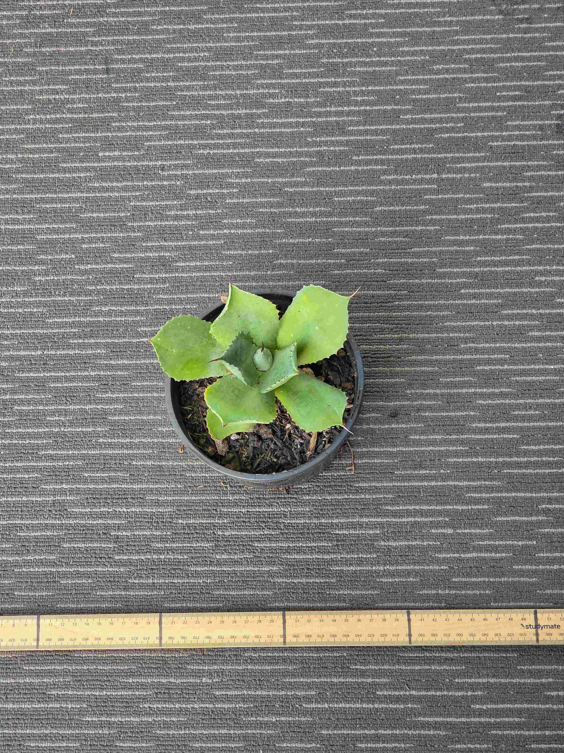 Agave Dragon Toes Single - DTS IV