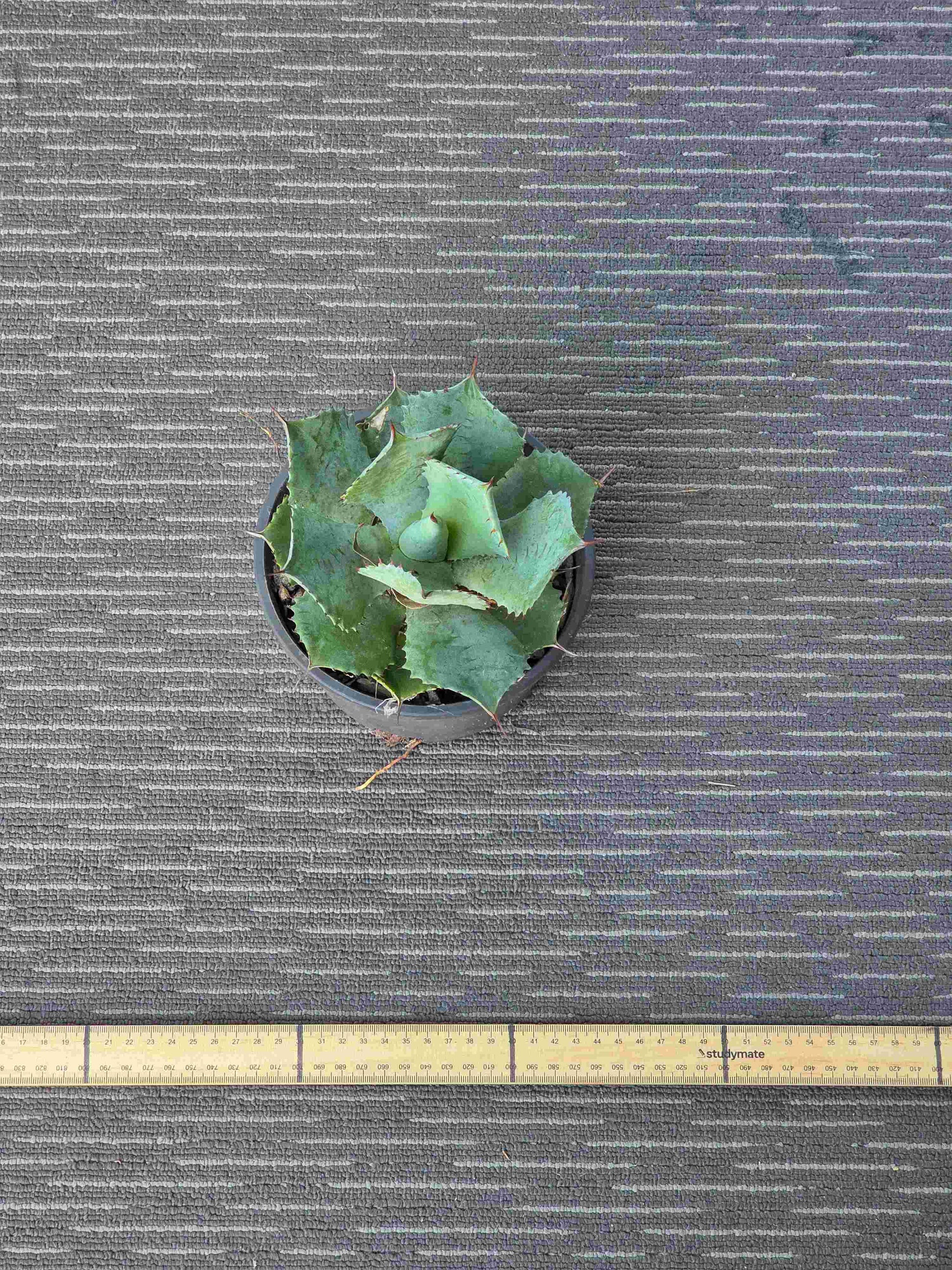 Agave Dragon Toes Single - DTS I