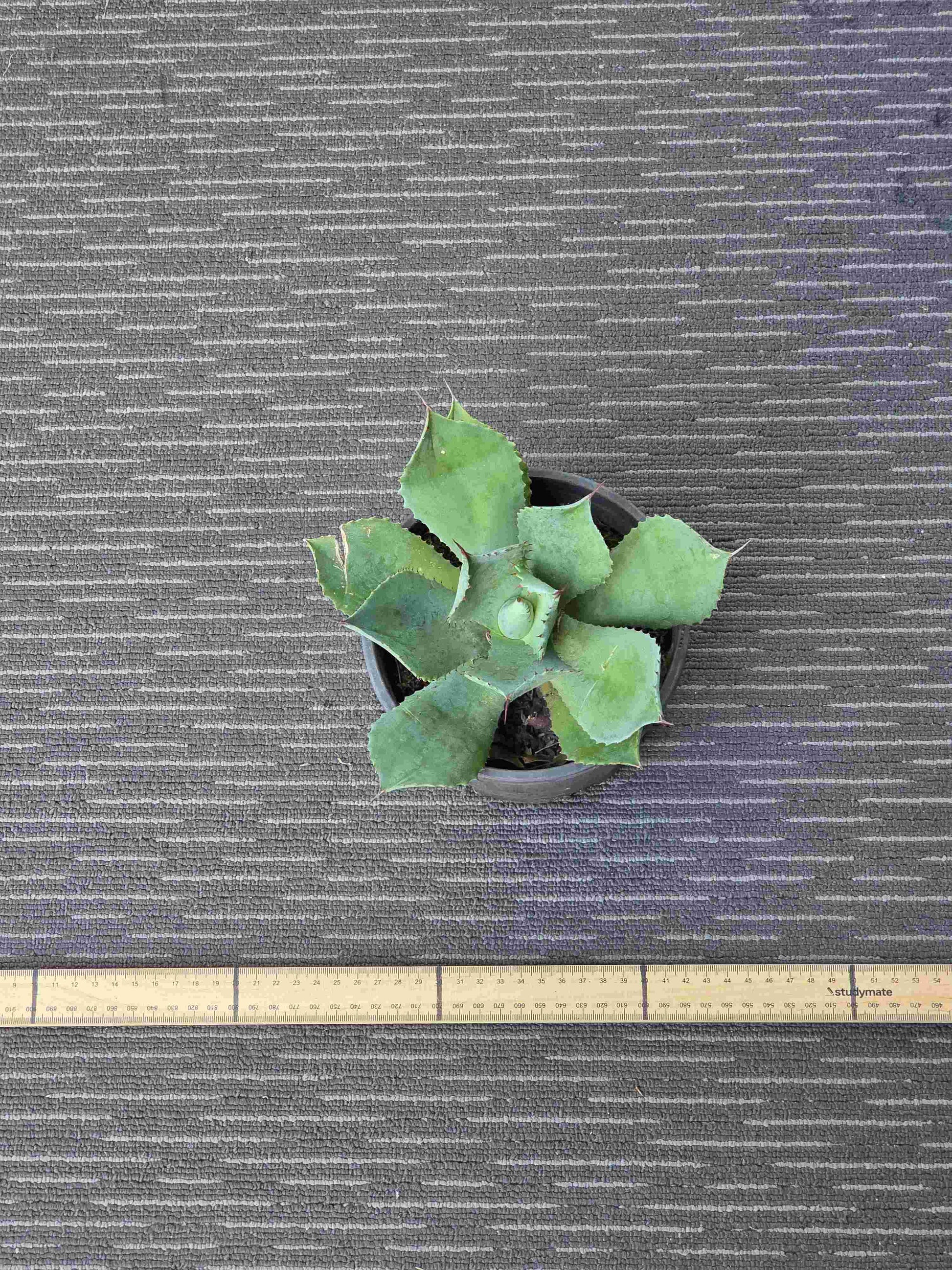 Agave Dragon Toes Single - DTS V