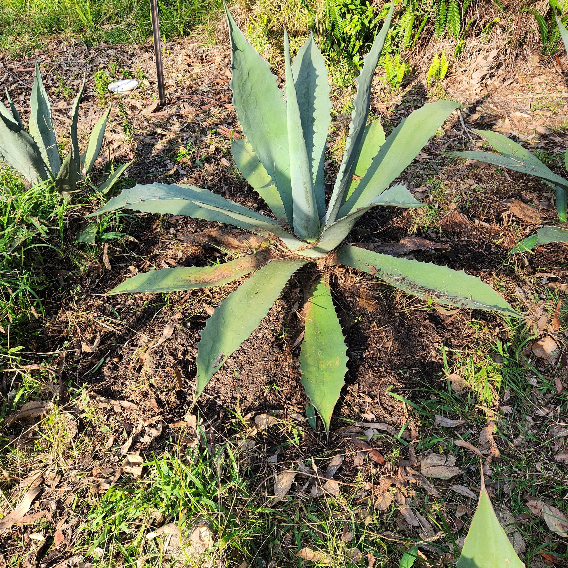 Agave Durangensis - Dur II