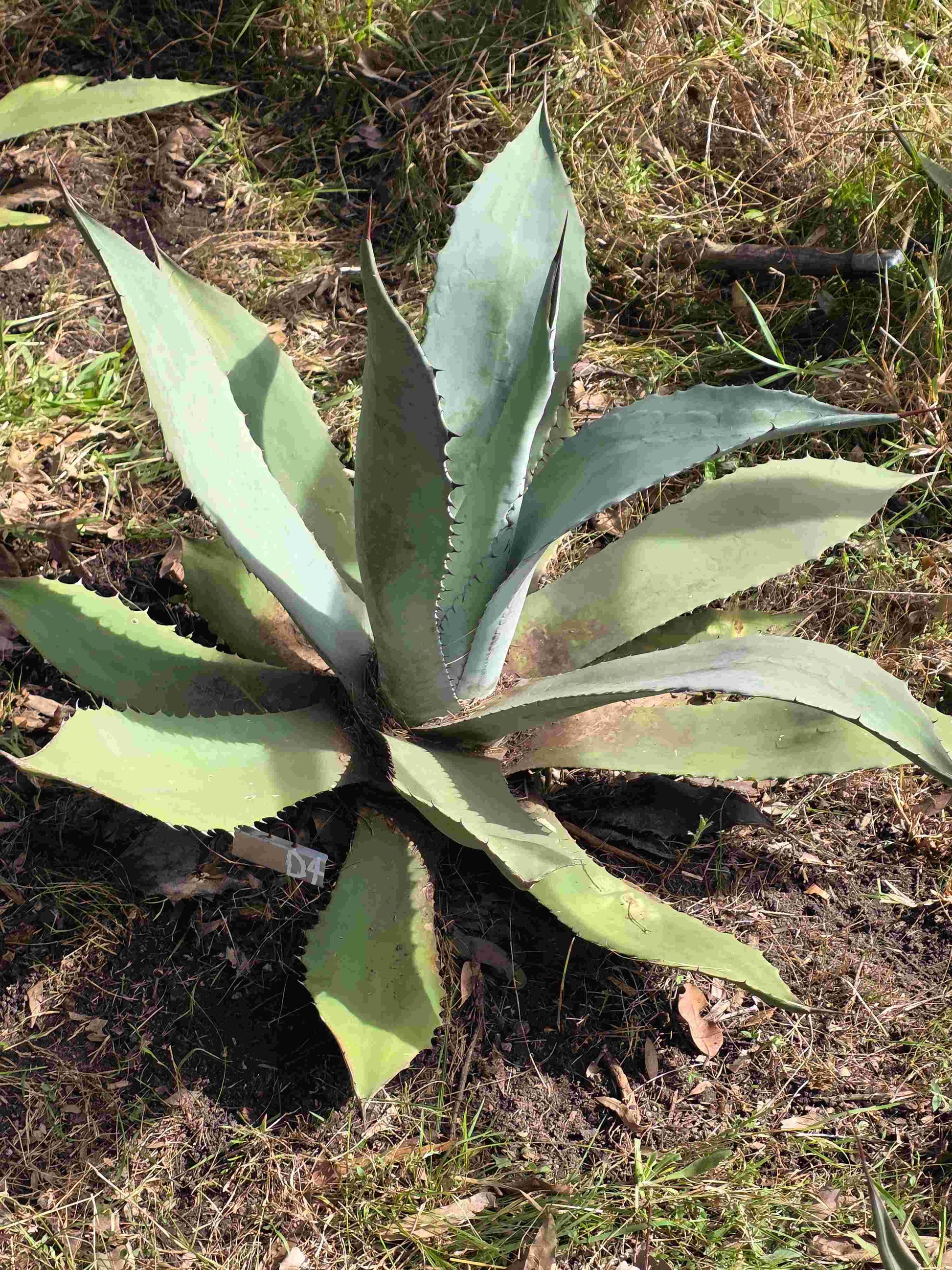 Agave Durangensis - Dur IV