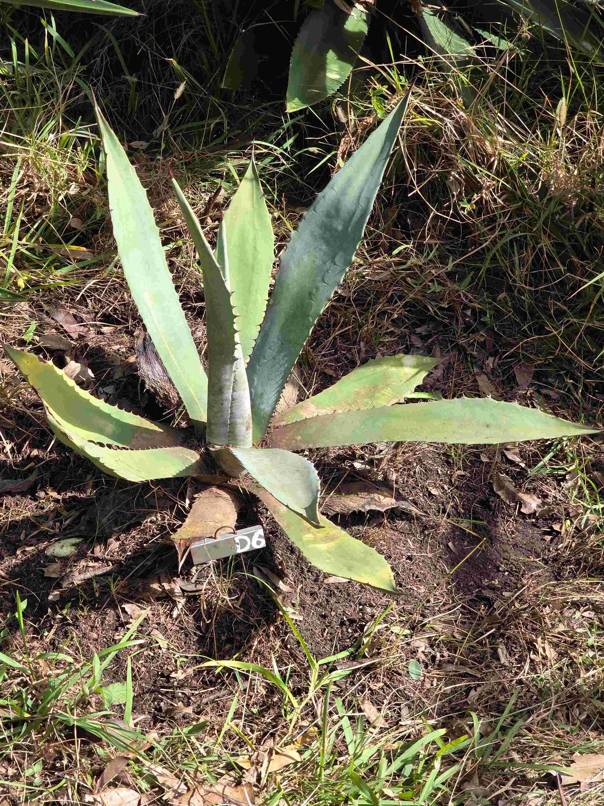 Agave Durangensis - Dur VI