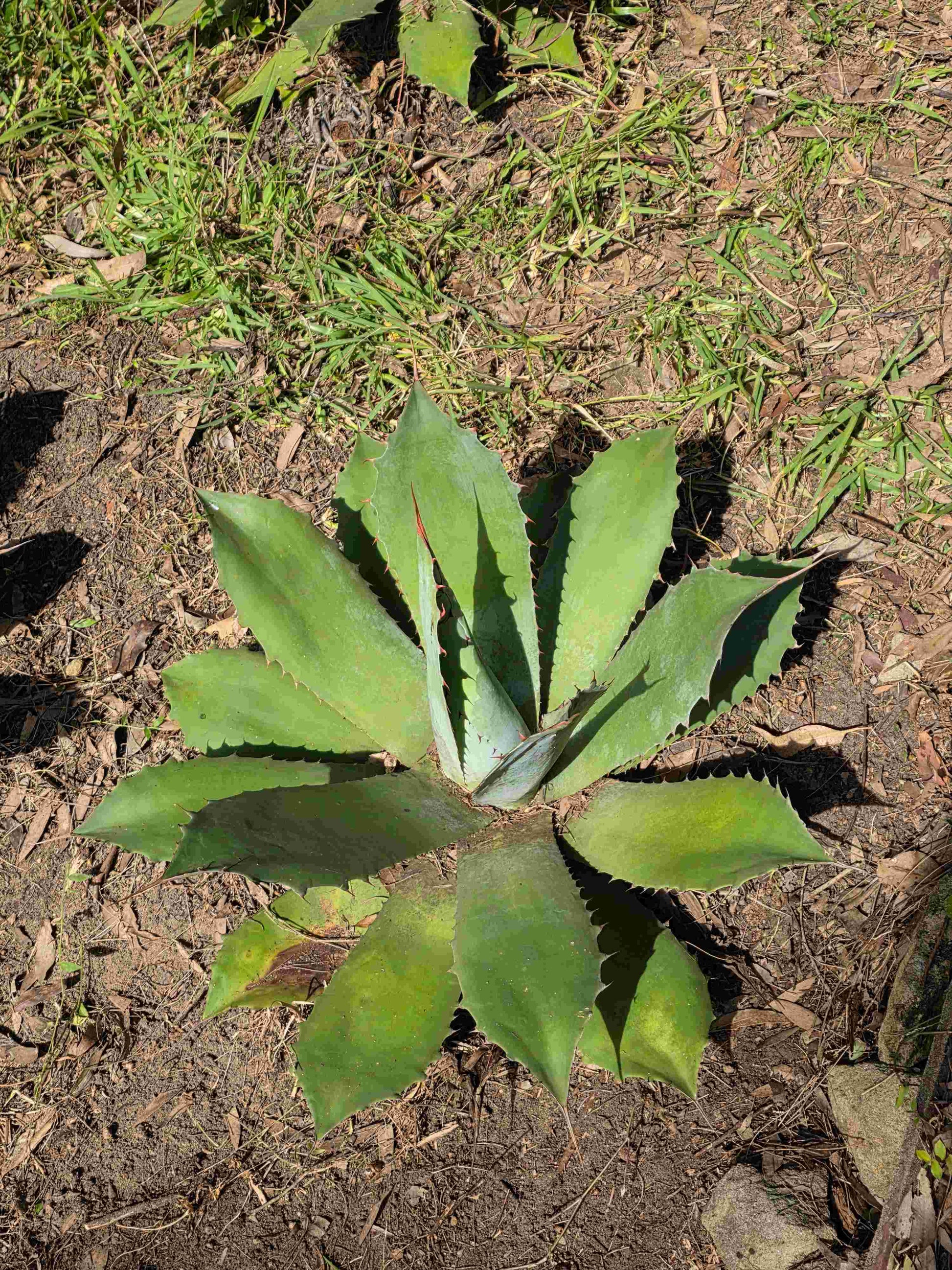 Agave Durangensis - Dur XI