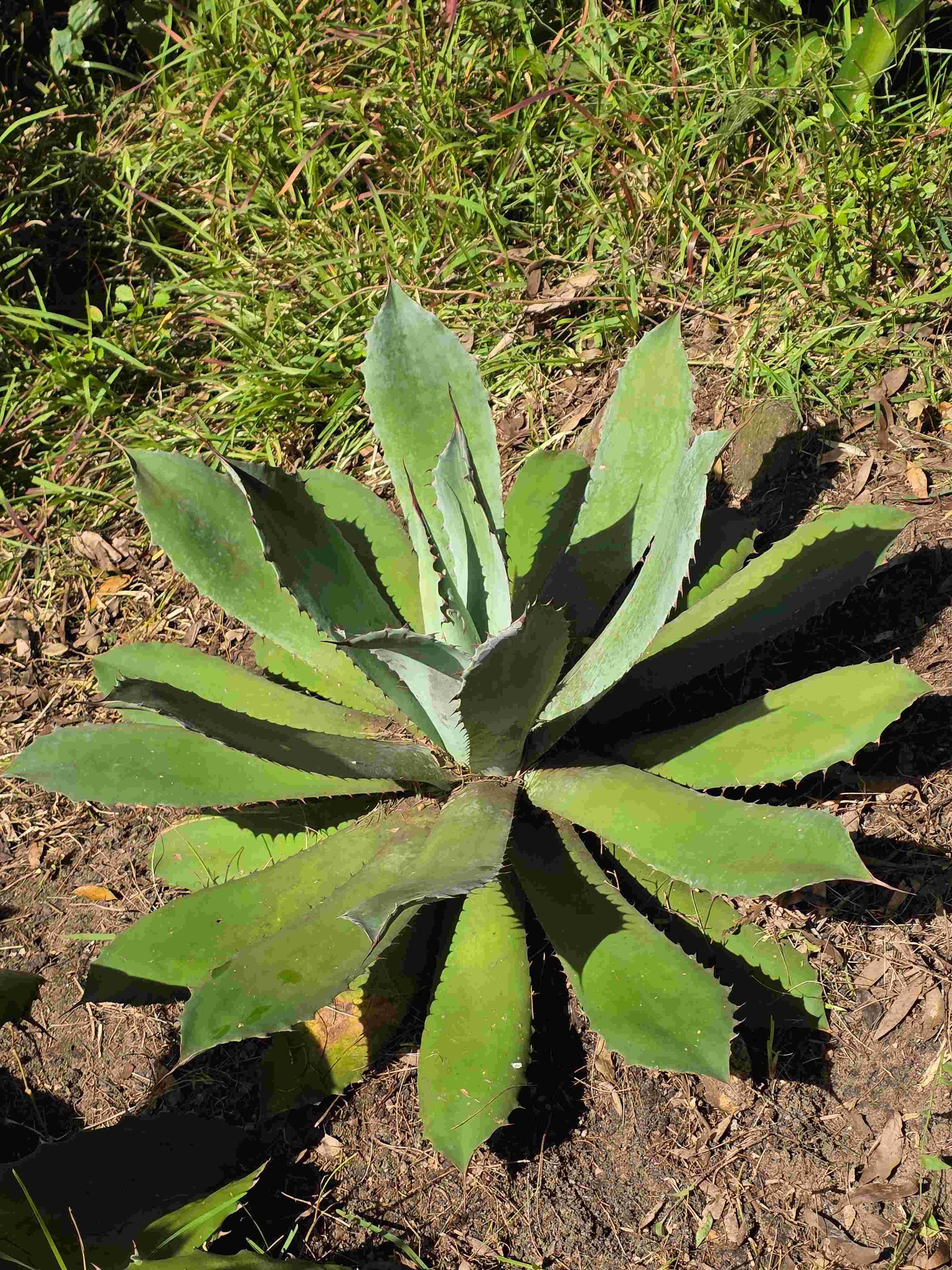 Agave Durangensis - Dur XII