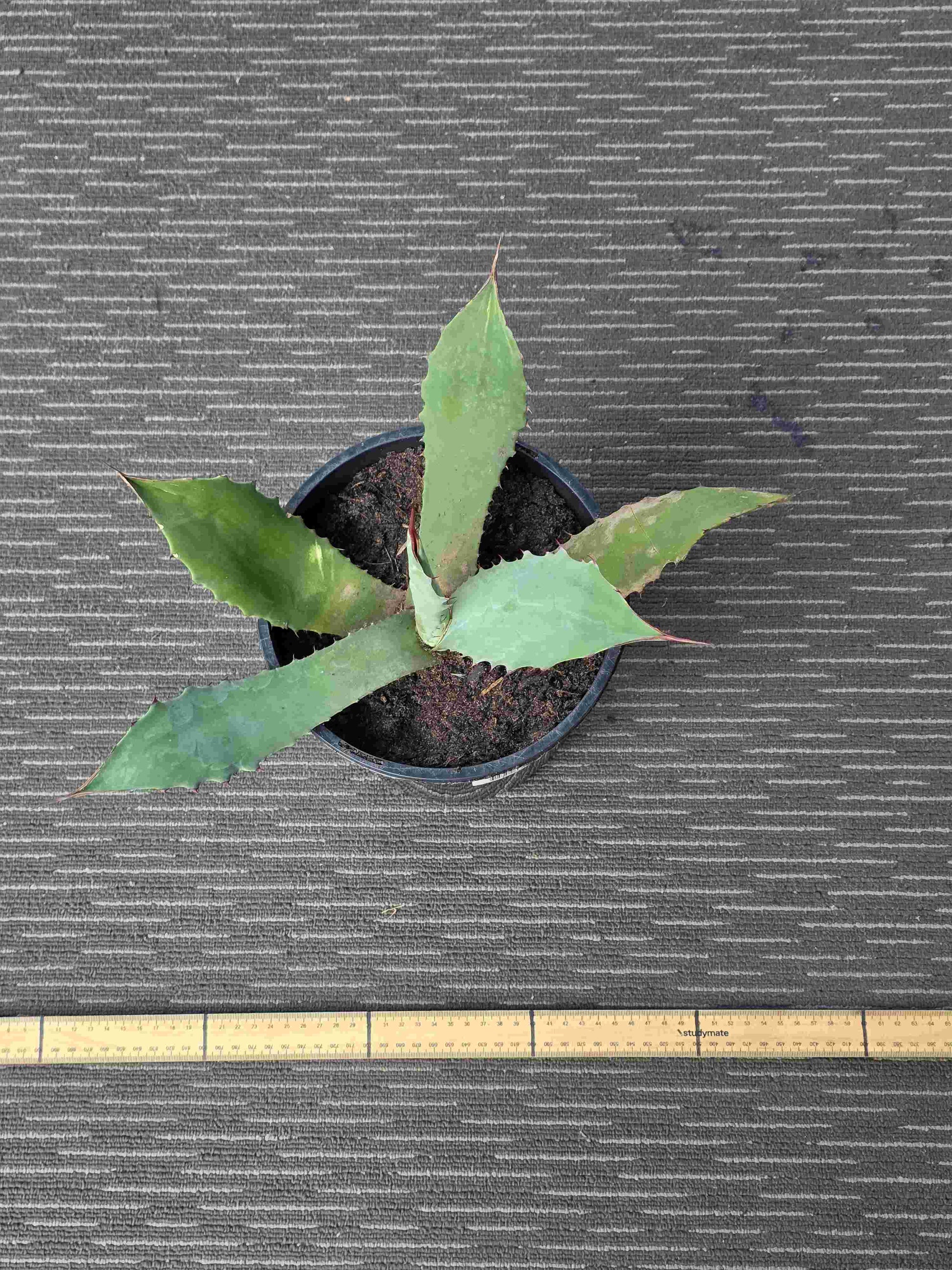 Agave Durangensis - Dur XIII
