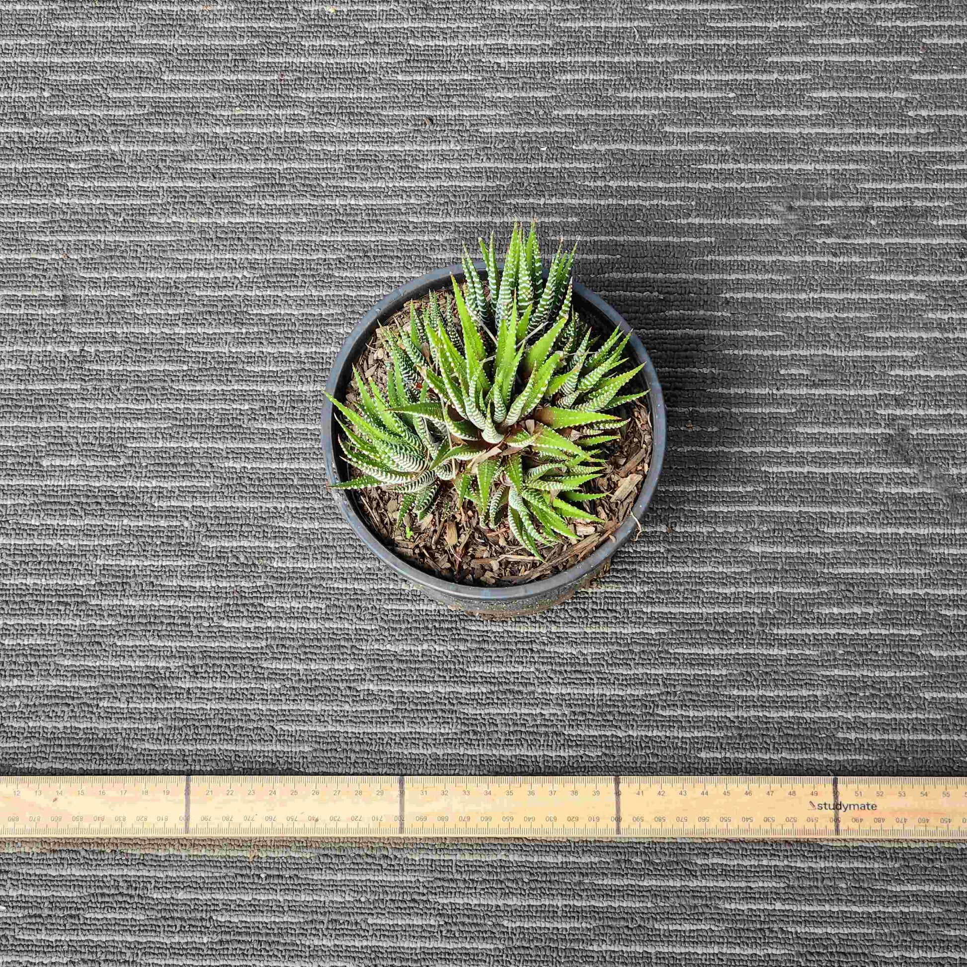 Haworthia Attenuata Zebra - Zeb I
