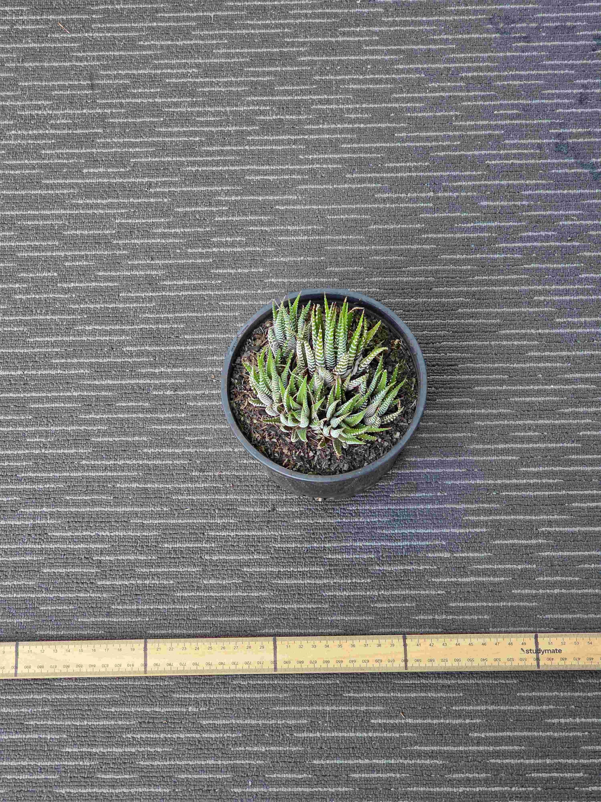 Haworthia Attenuata Zebra - Zeb X