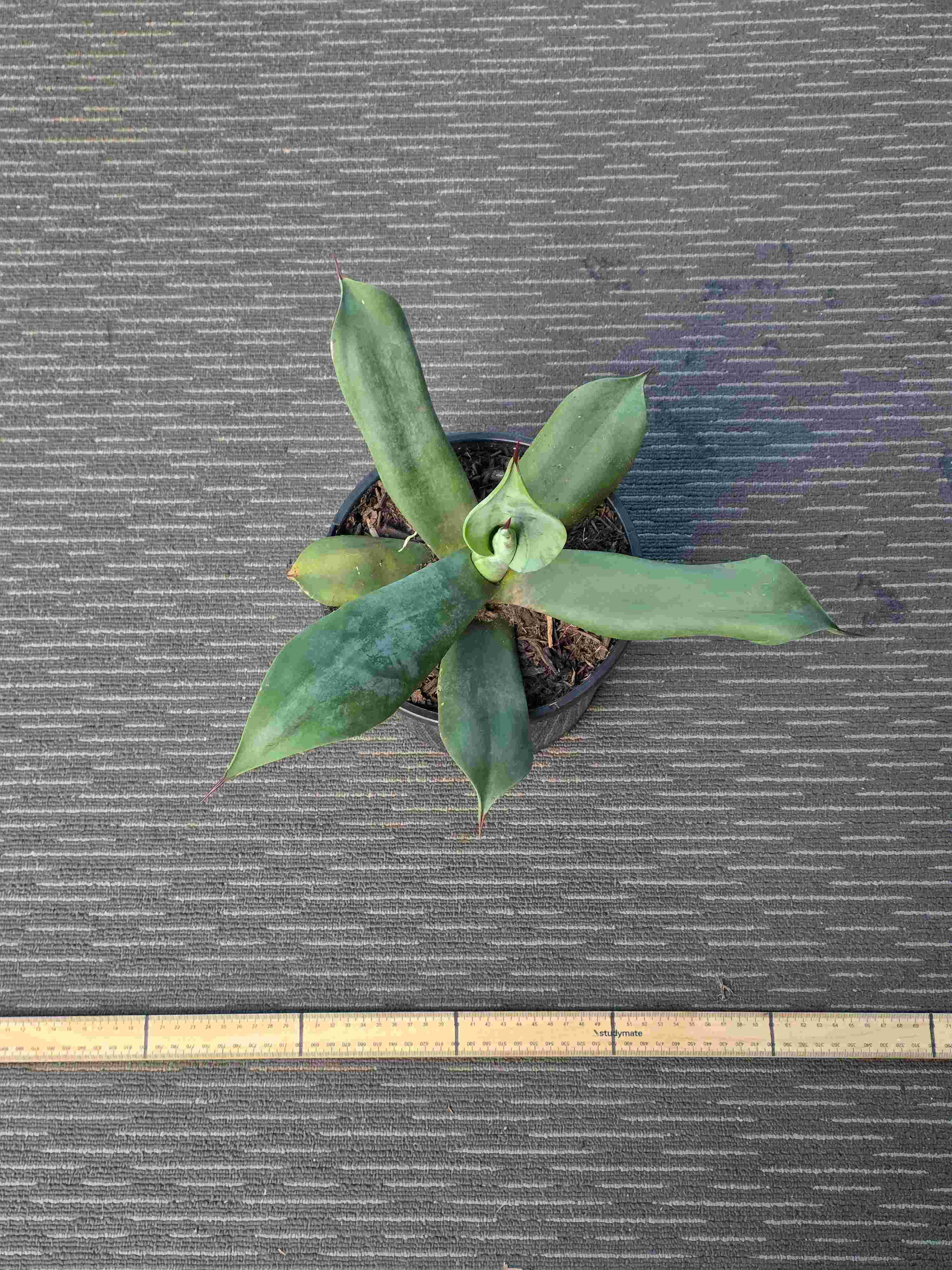 Agave Asperrima