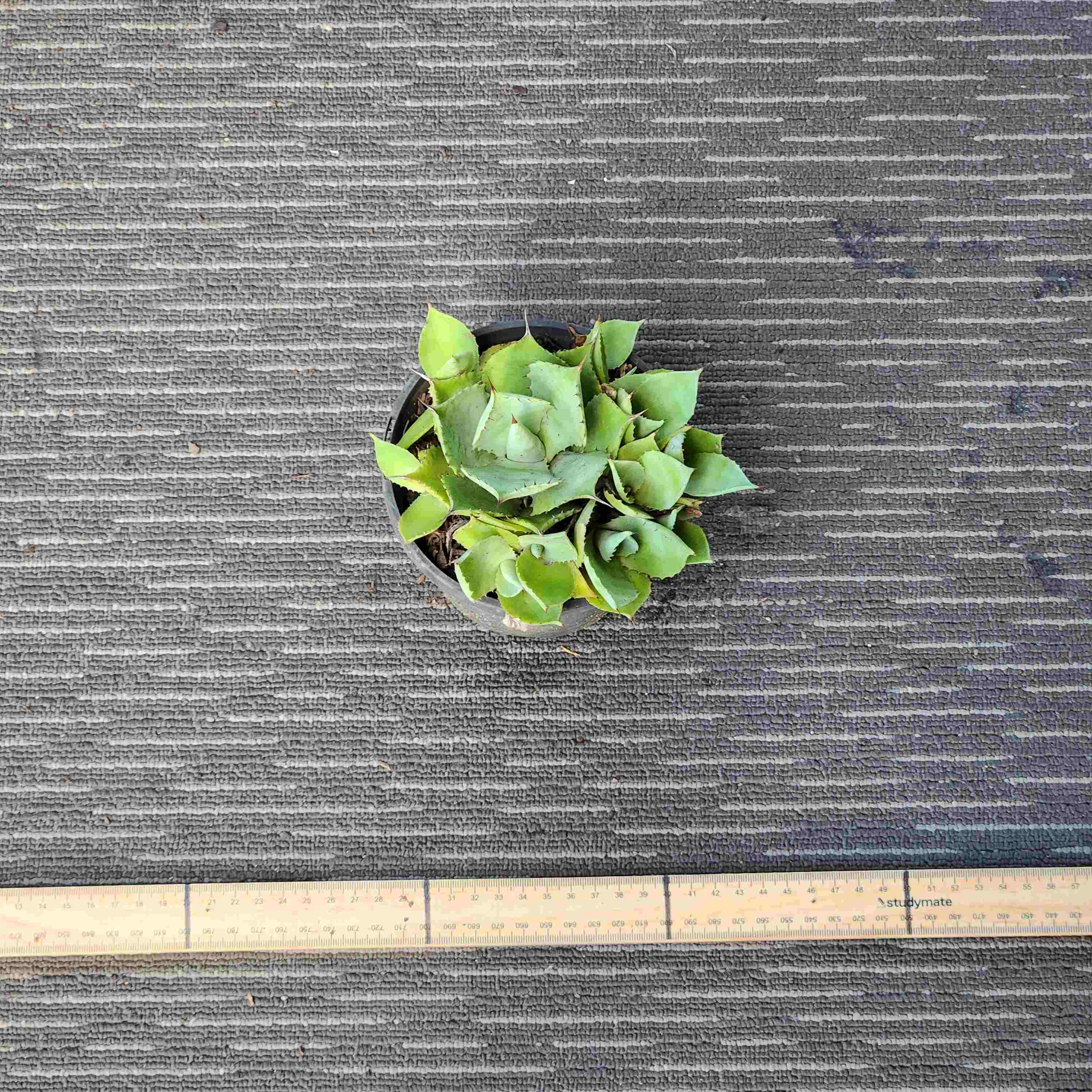 Agave Dragon Toes Cluster