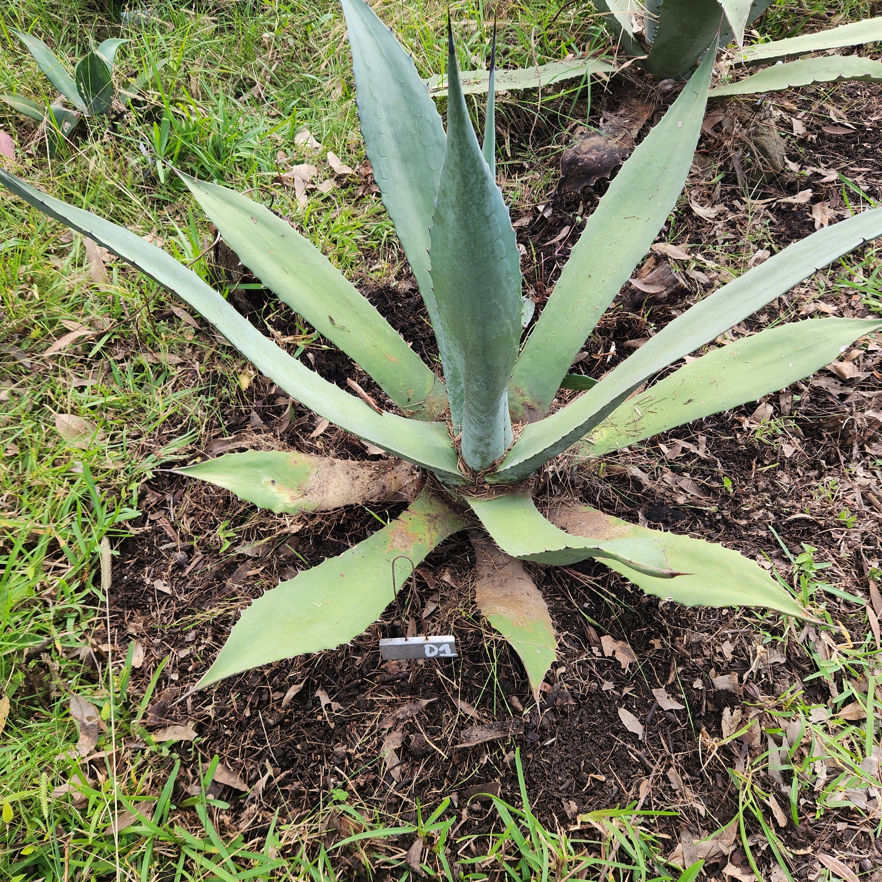 Agave Durangensis