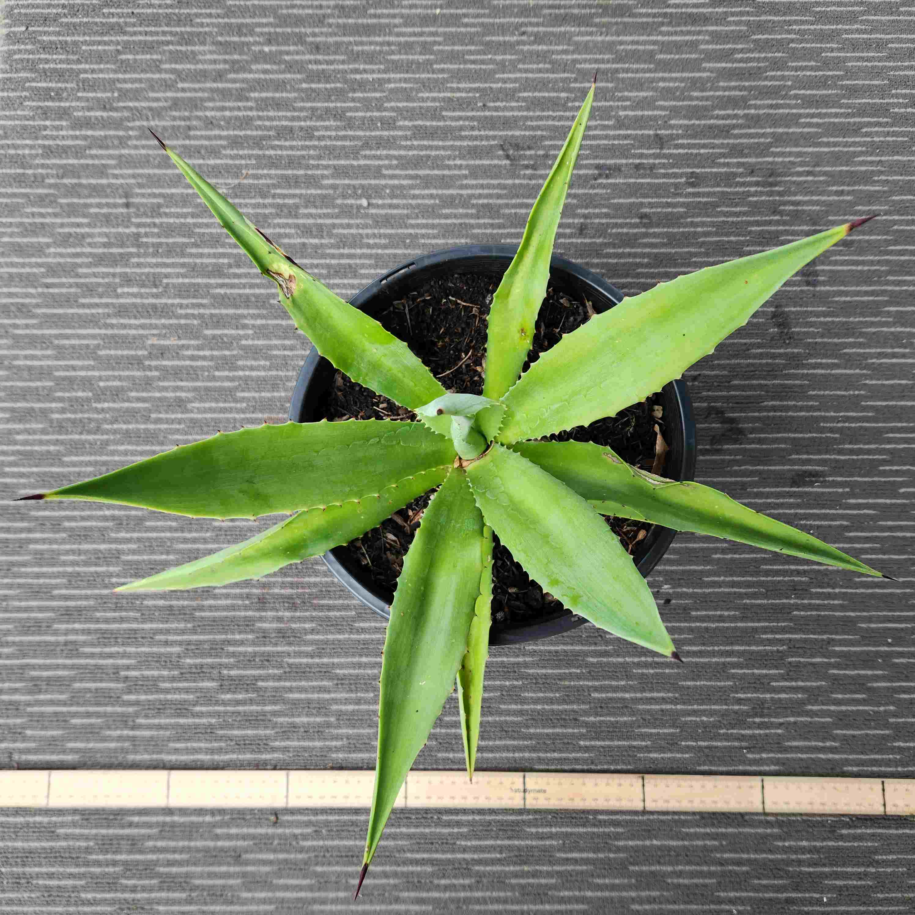 Vivipara