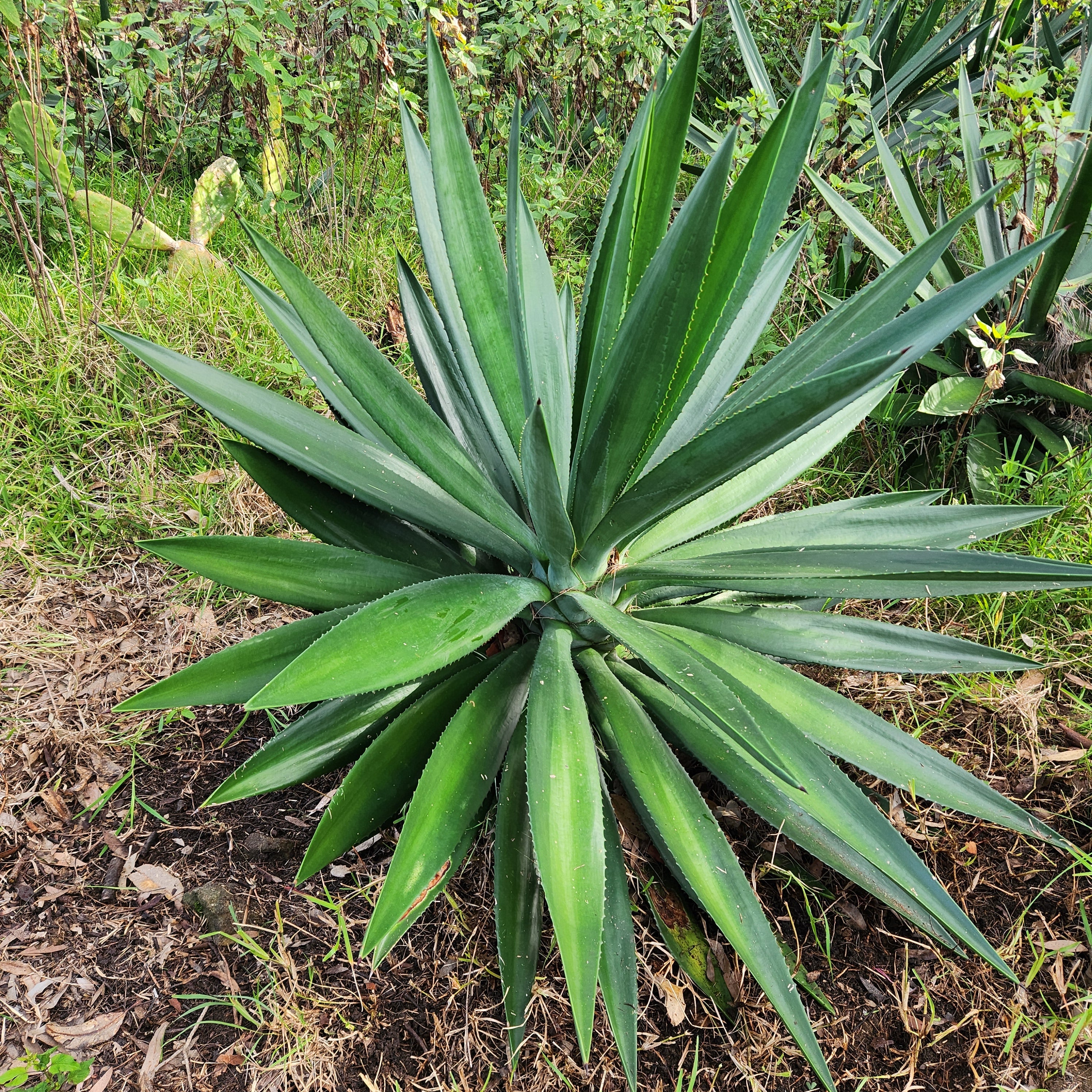 Agave Vivipara Mature