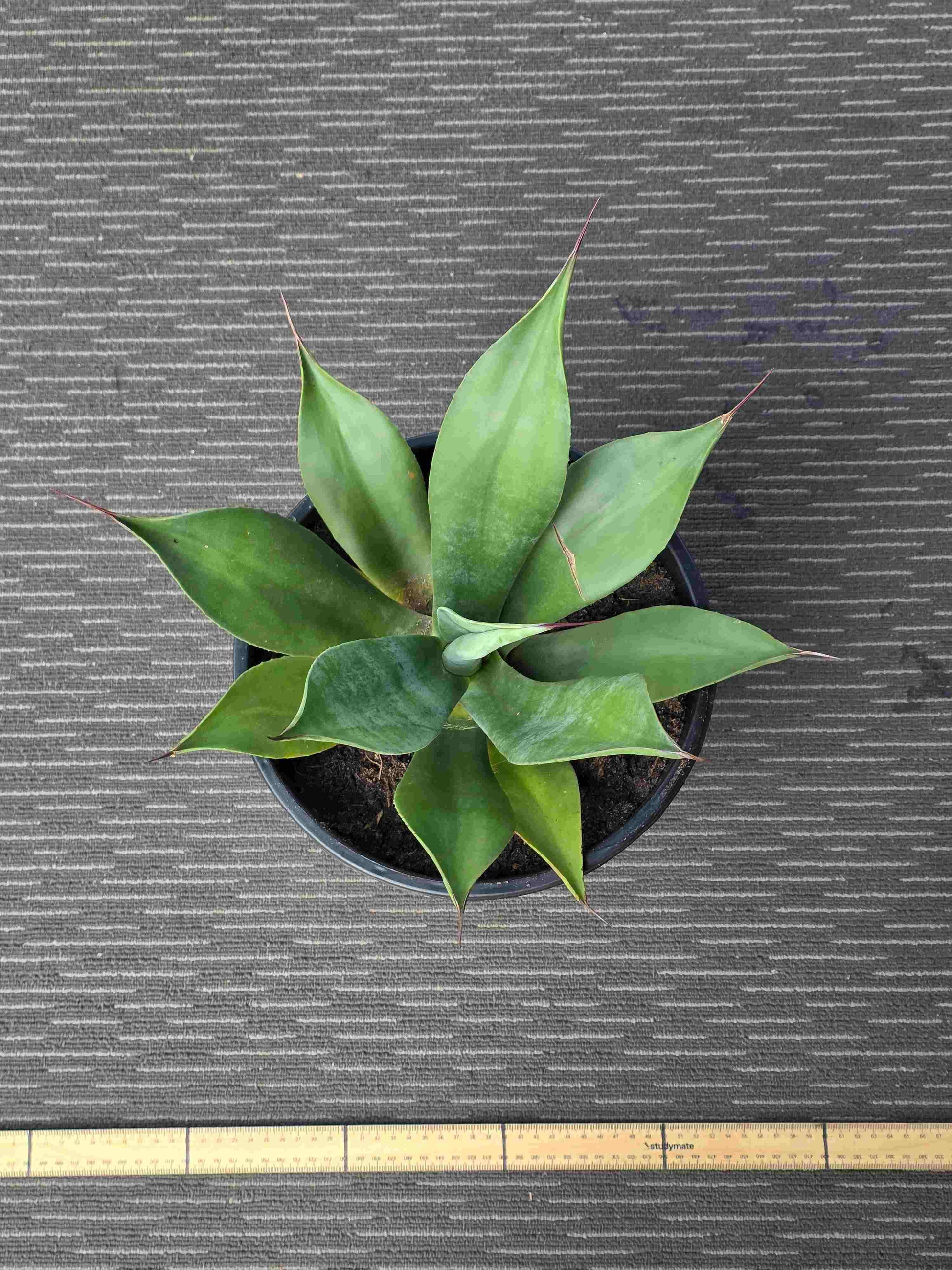 Agave Asperrima - AA V