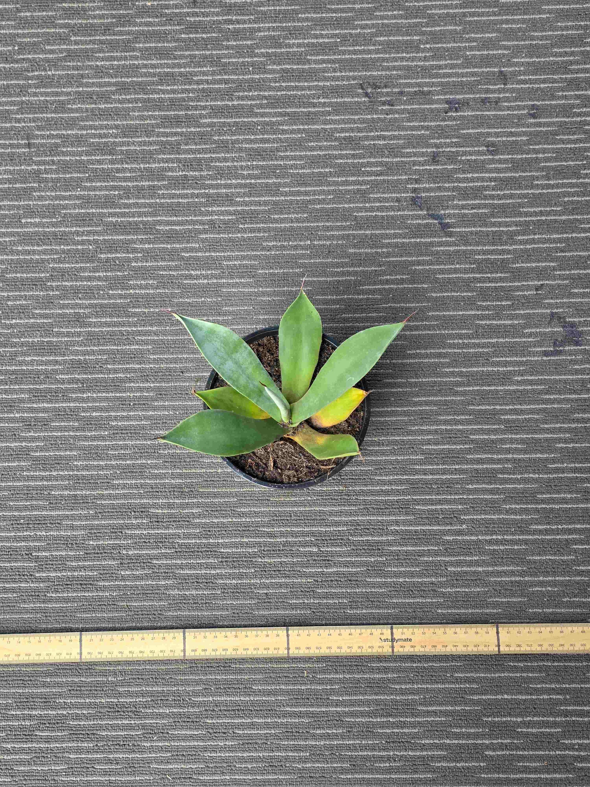 Agave Asperrima - AA VI