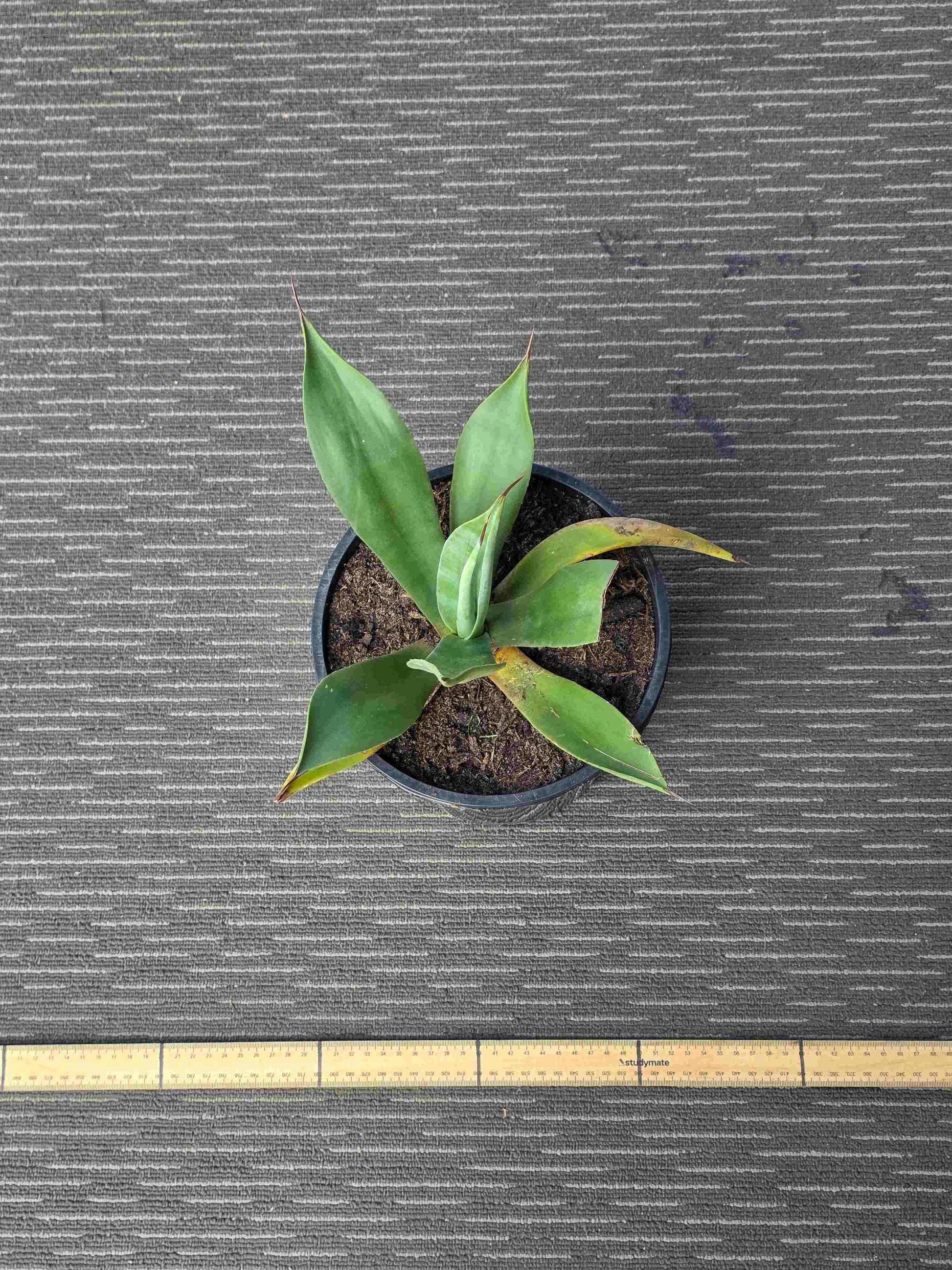 Agave Asperrima - AA VII