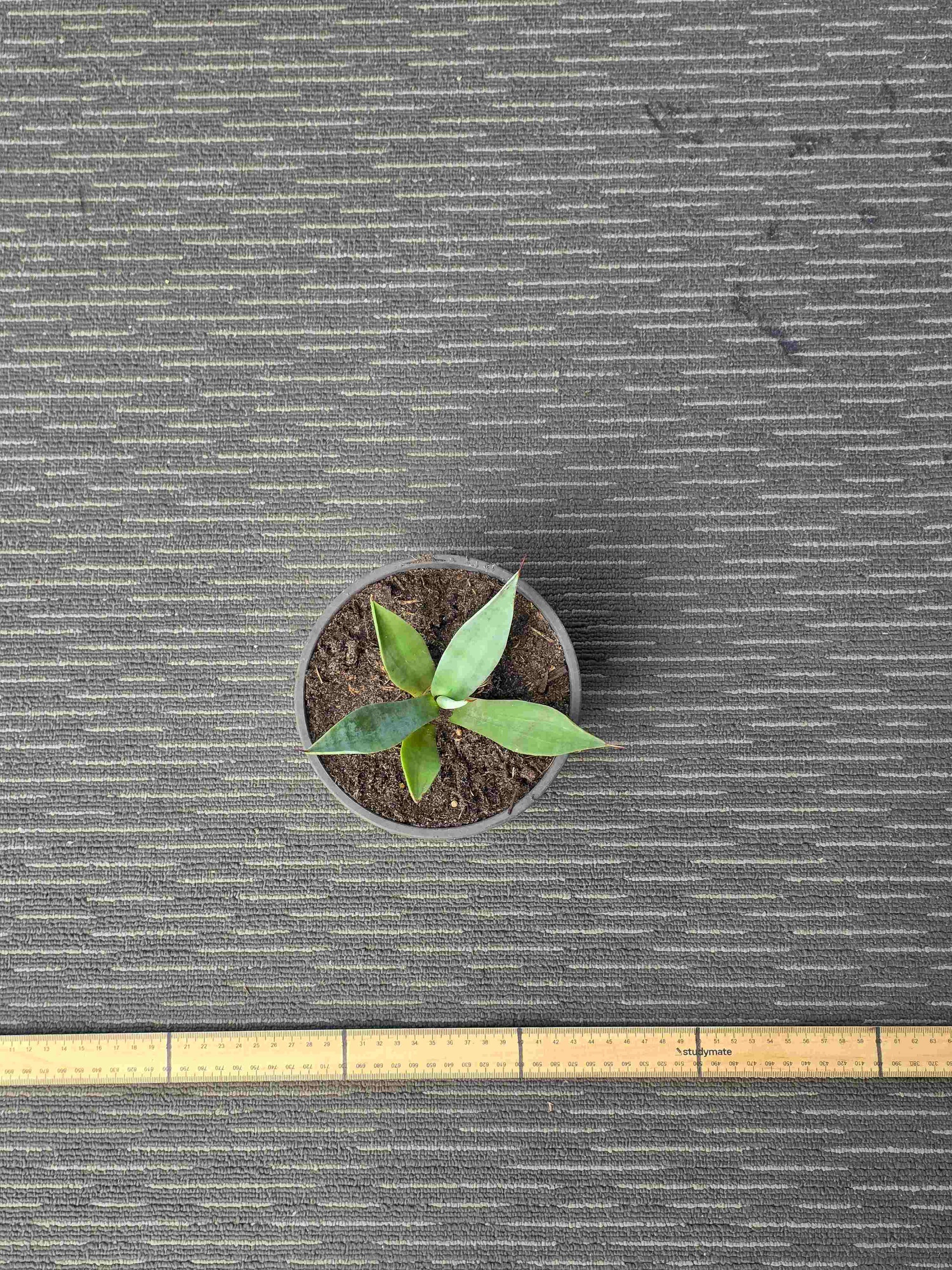 Agave Asperrima - AA VIII