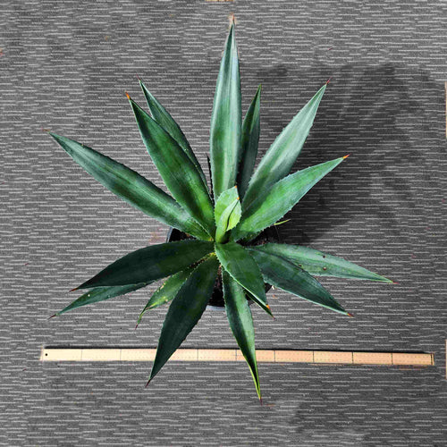 Agave Angustifolia - A IV