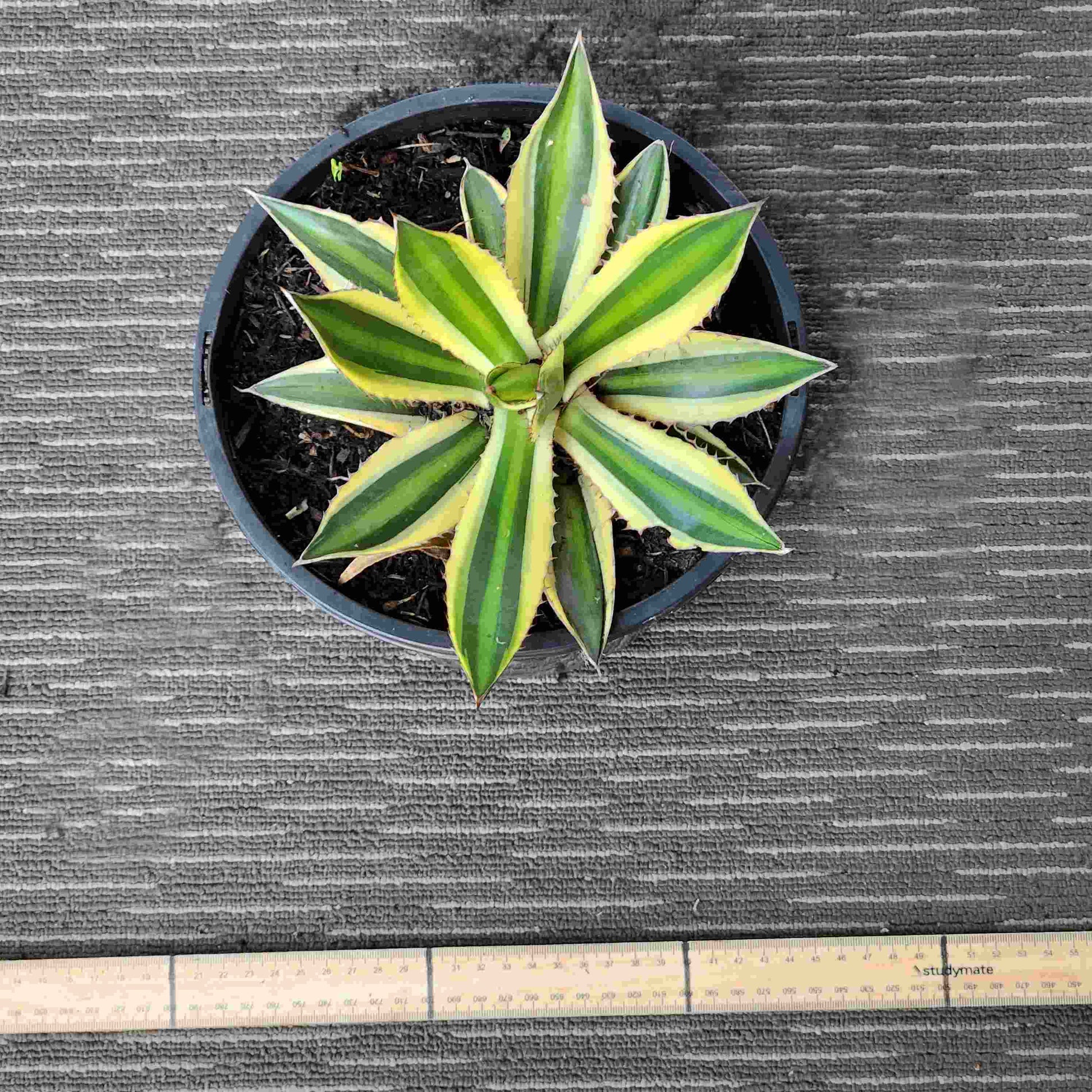 Agave Lophantha Quadricolor - LQ II