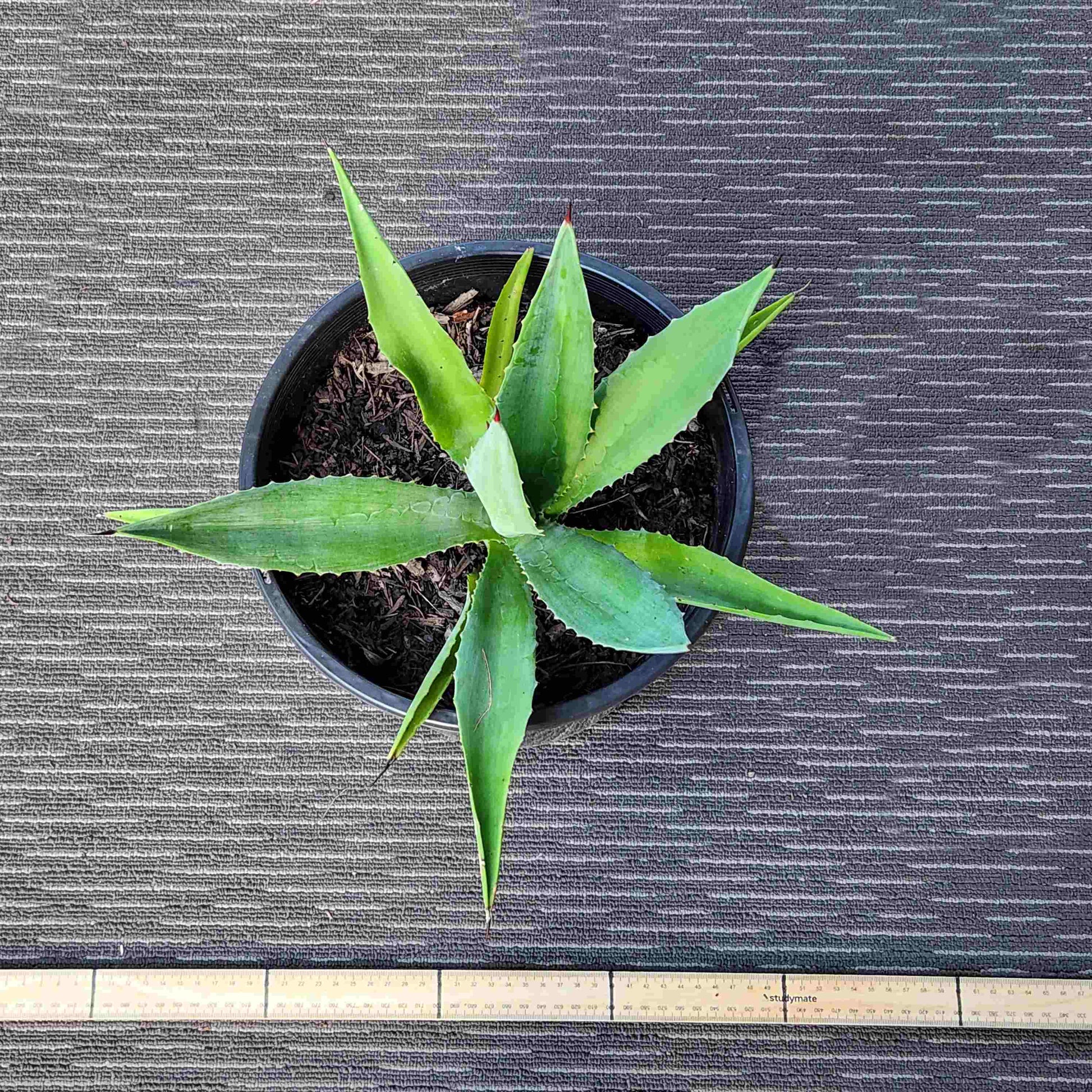 Agave Vivipara - Vivi I