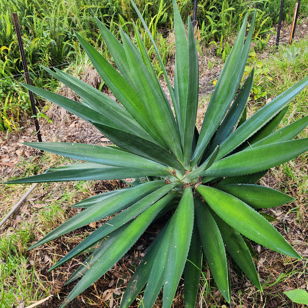 Agave Vivipara Mature - AVM I