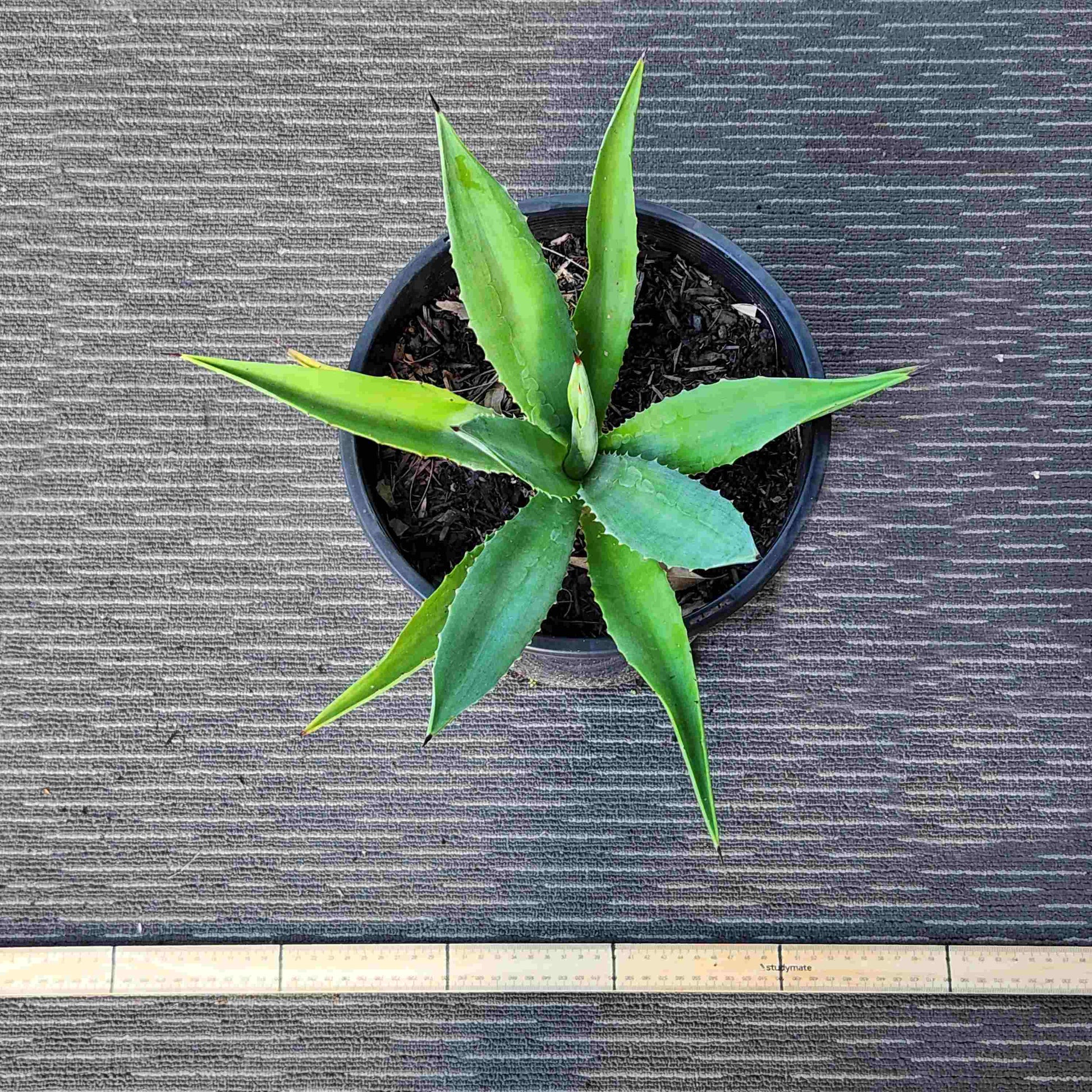 Agave Vivipara - Vivi II