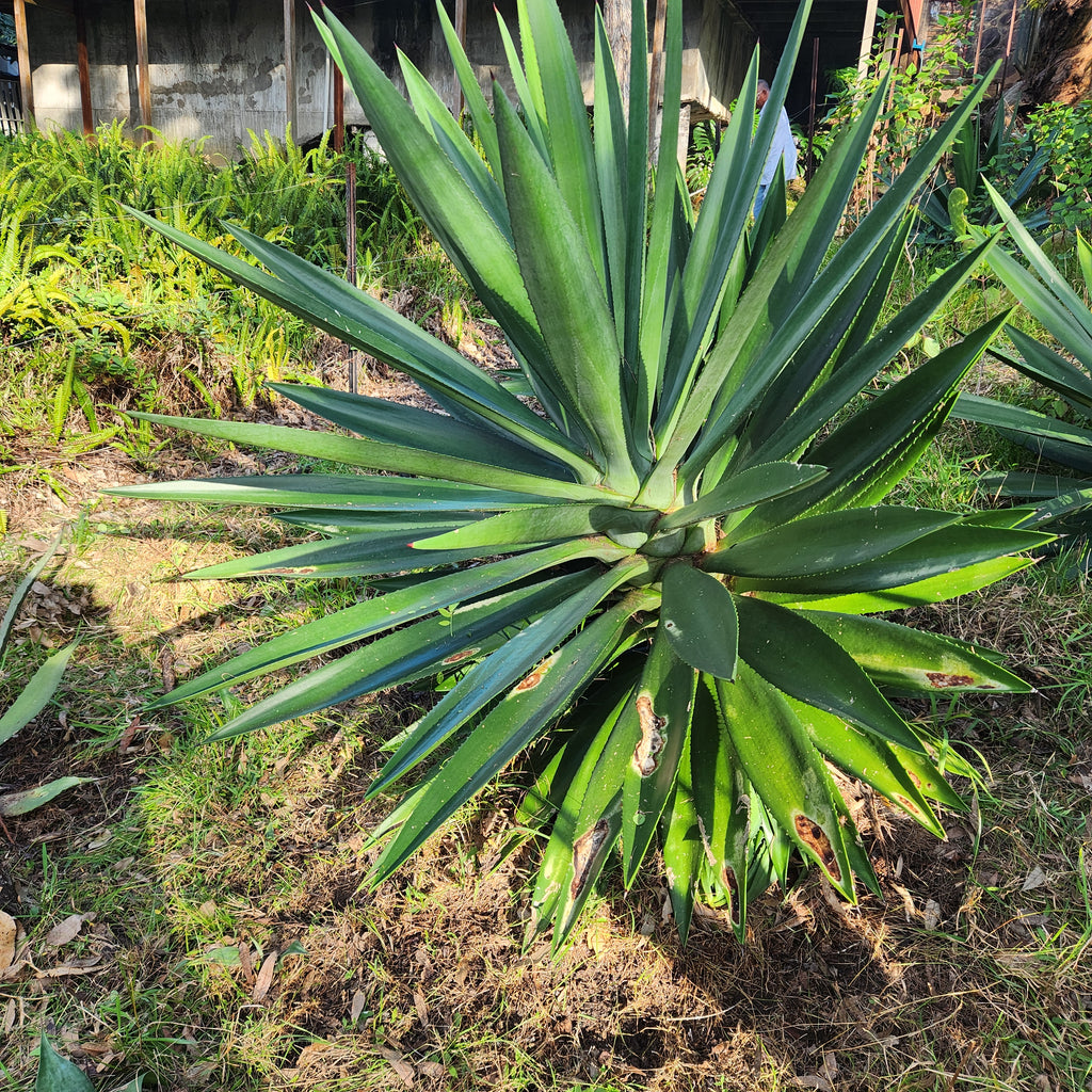 Agave Vivipara Mature - AVM II