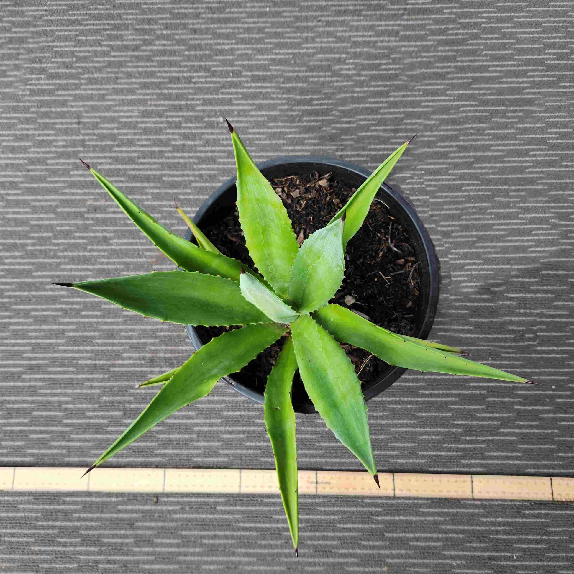 Agave Vivipara - Vivi III