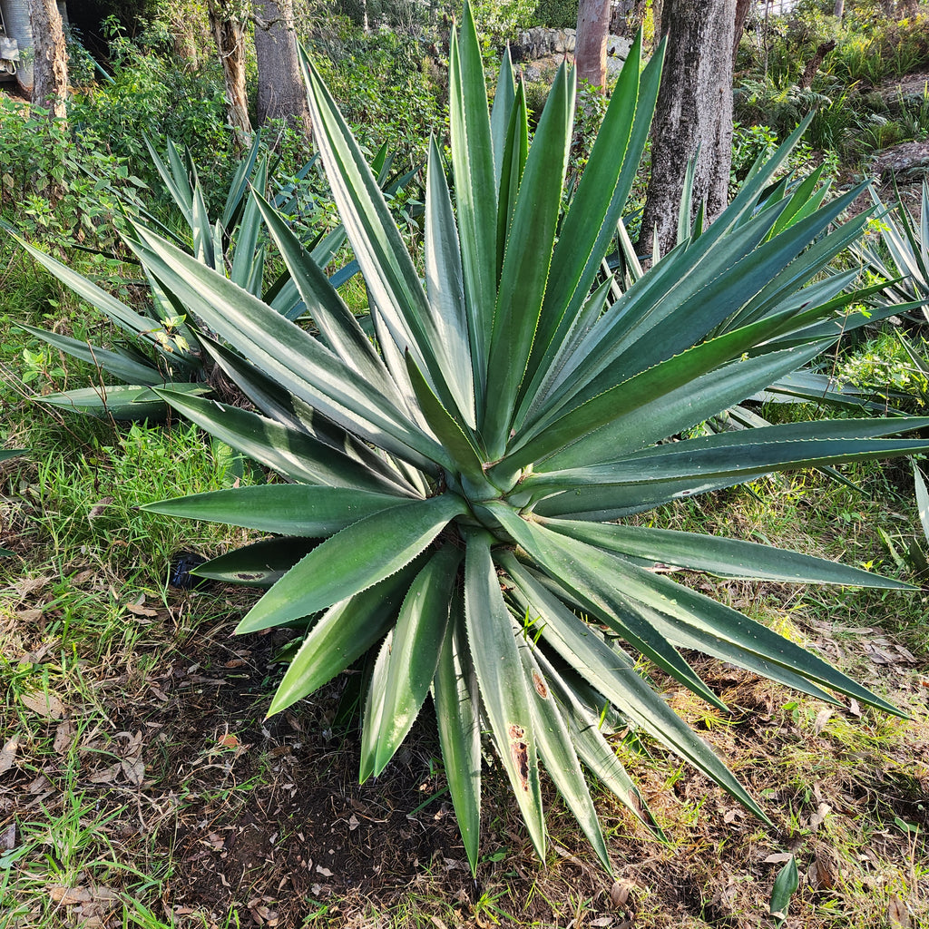Agave Vivipara Mature - AVM II